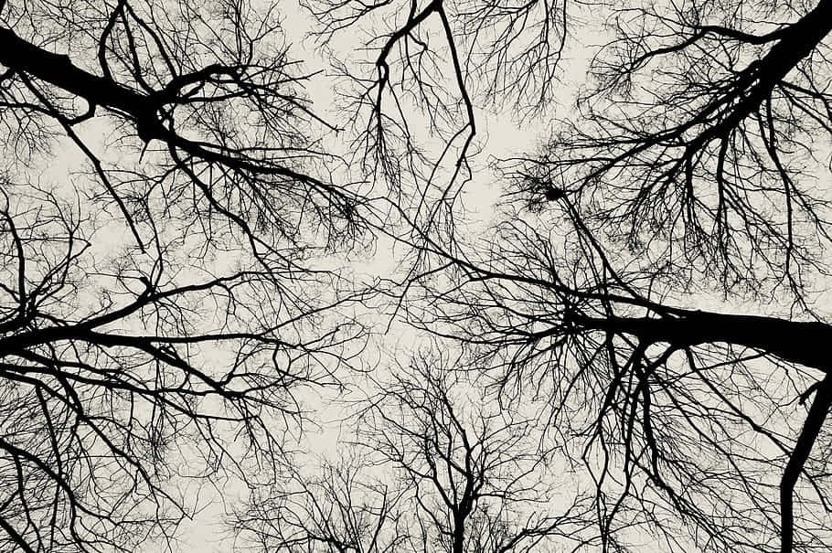silhouetted trees, bare tree branches, pale overcast sky, SD Desktop Wallpaper