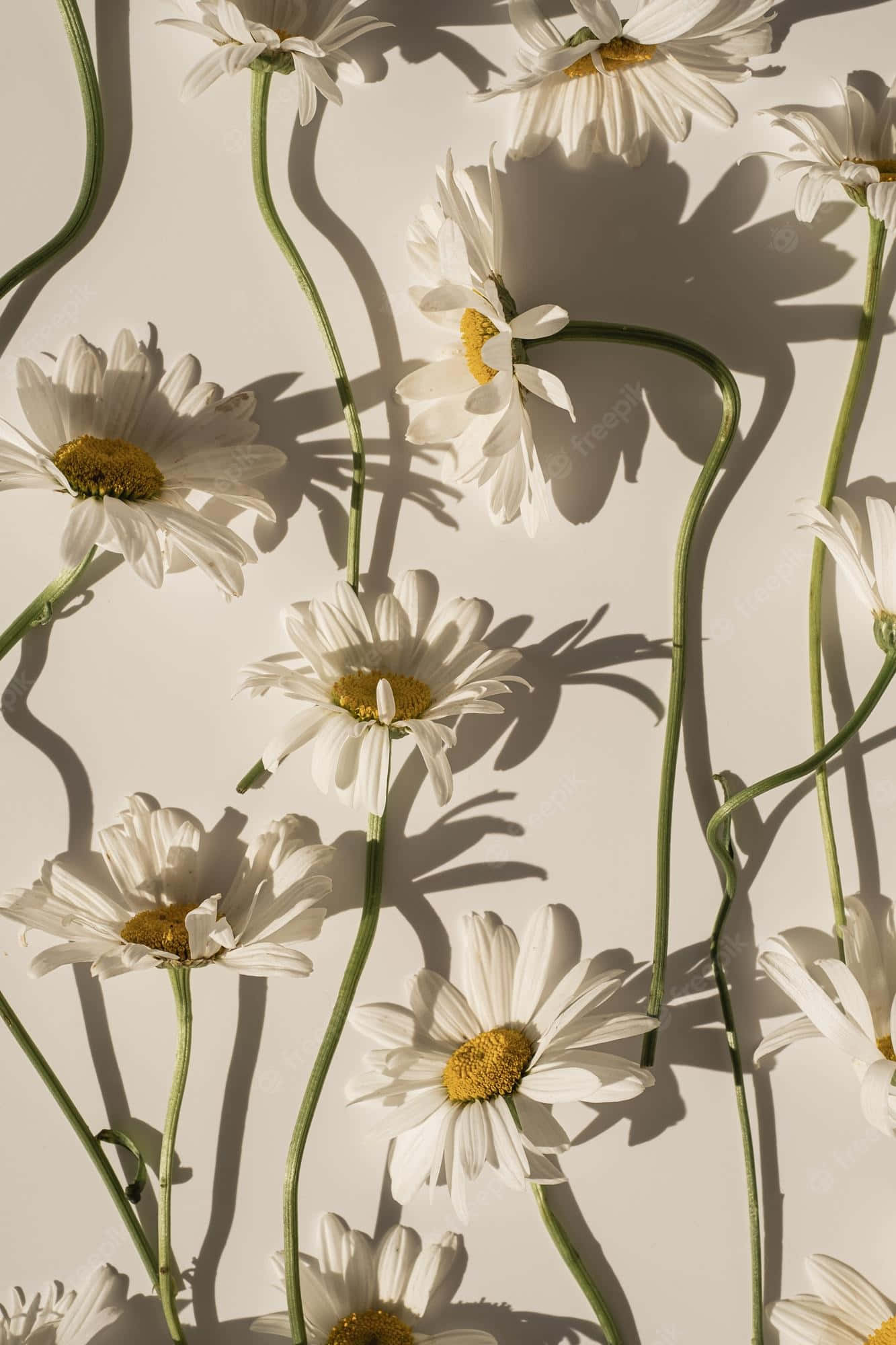 white daisies, yellow centers, soft beige background, Full HD Phone Wallpaper