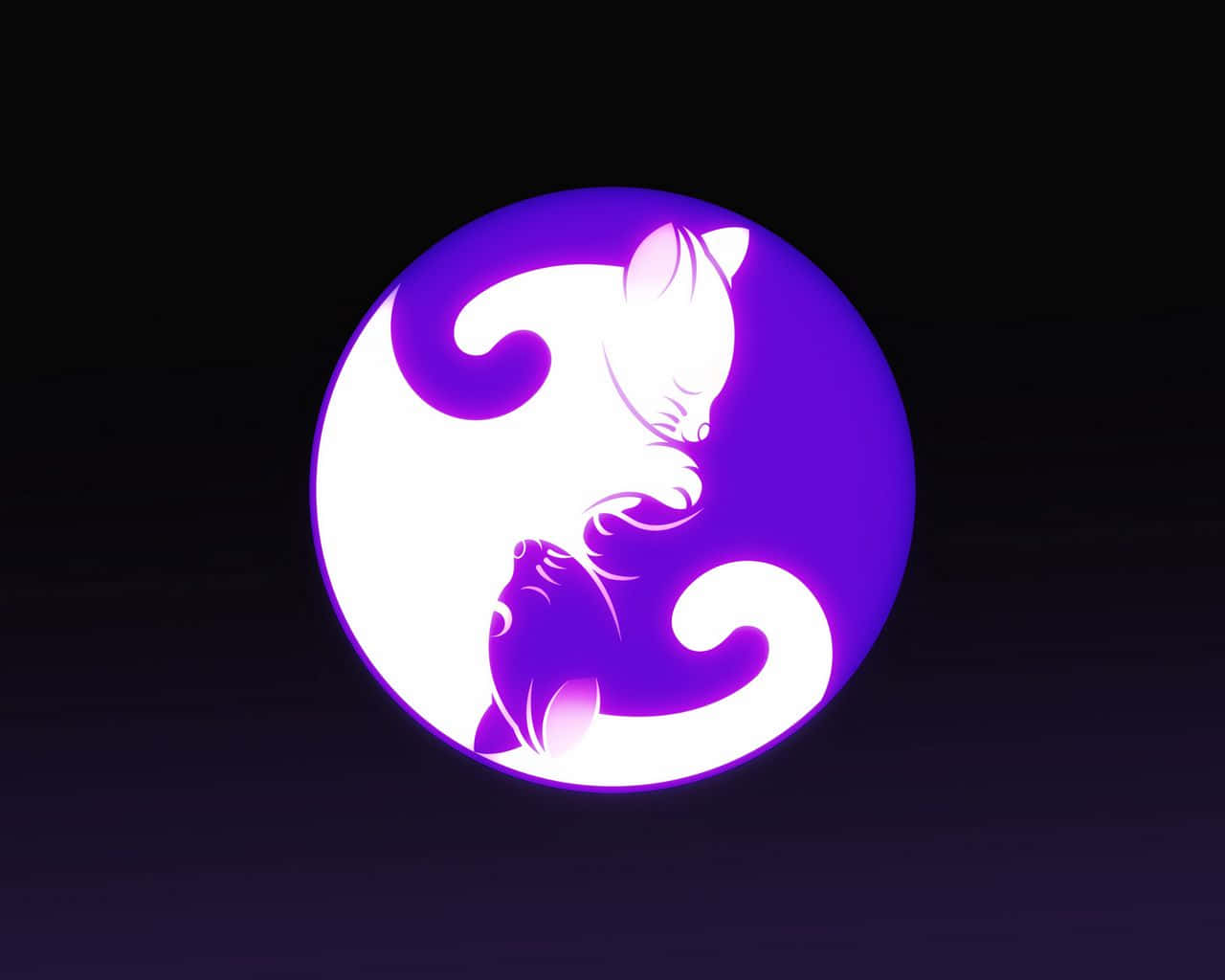 Yin Yang, 4K, white and purple cats, HD Desktop Wallpaper