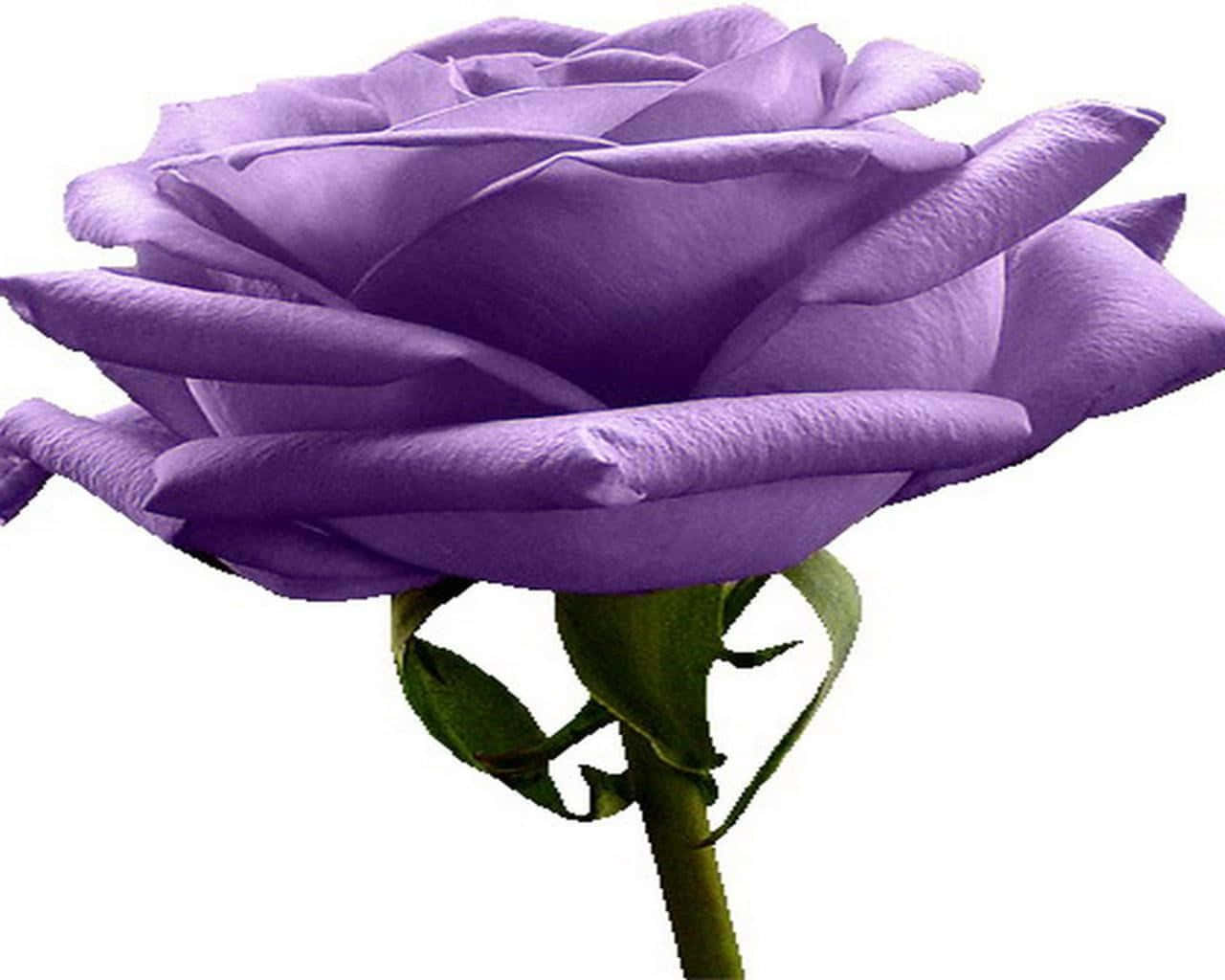 vibrant purple rose, layered petals, green stem, HD Desktop Wallpaper