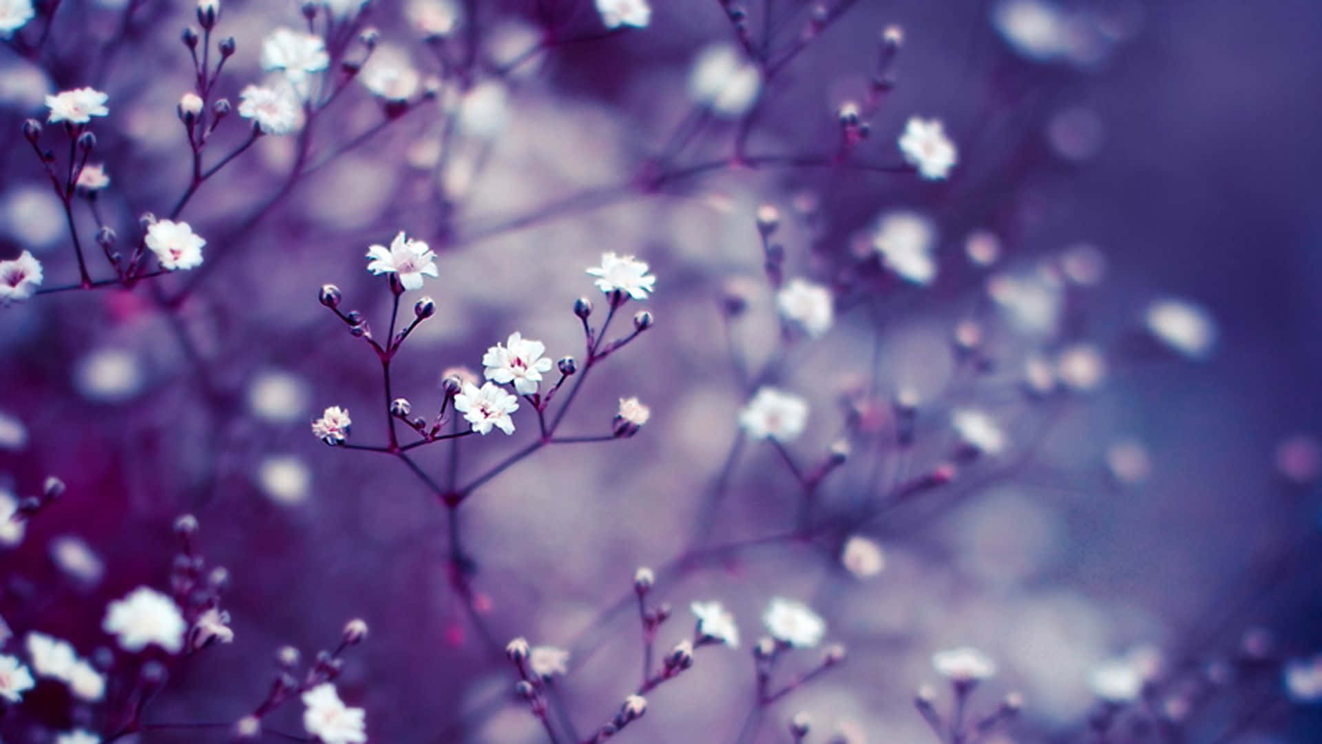 white, purple, baby's breath flowers, Full HD Desktop Wallpaper