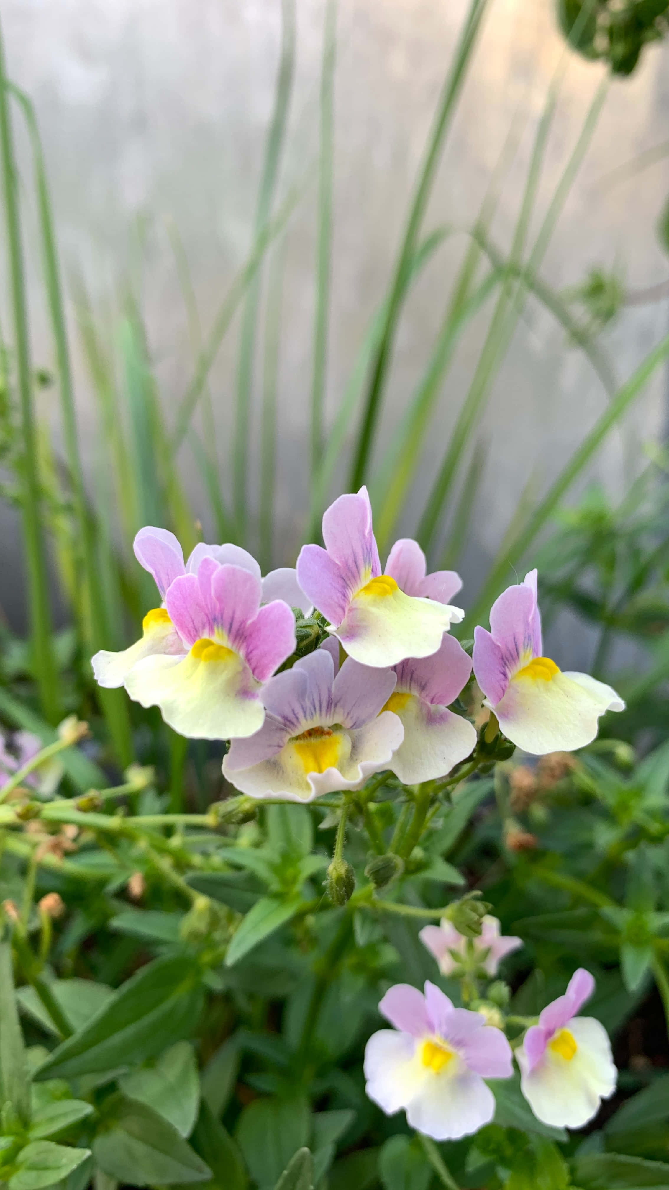 purple, white, snapdragon flowers, 4K Phone Wallpaper