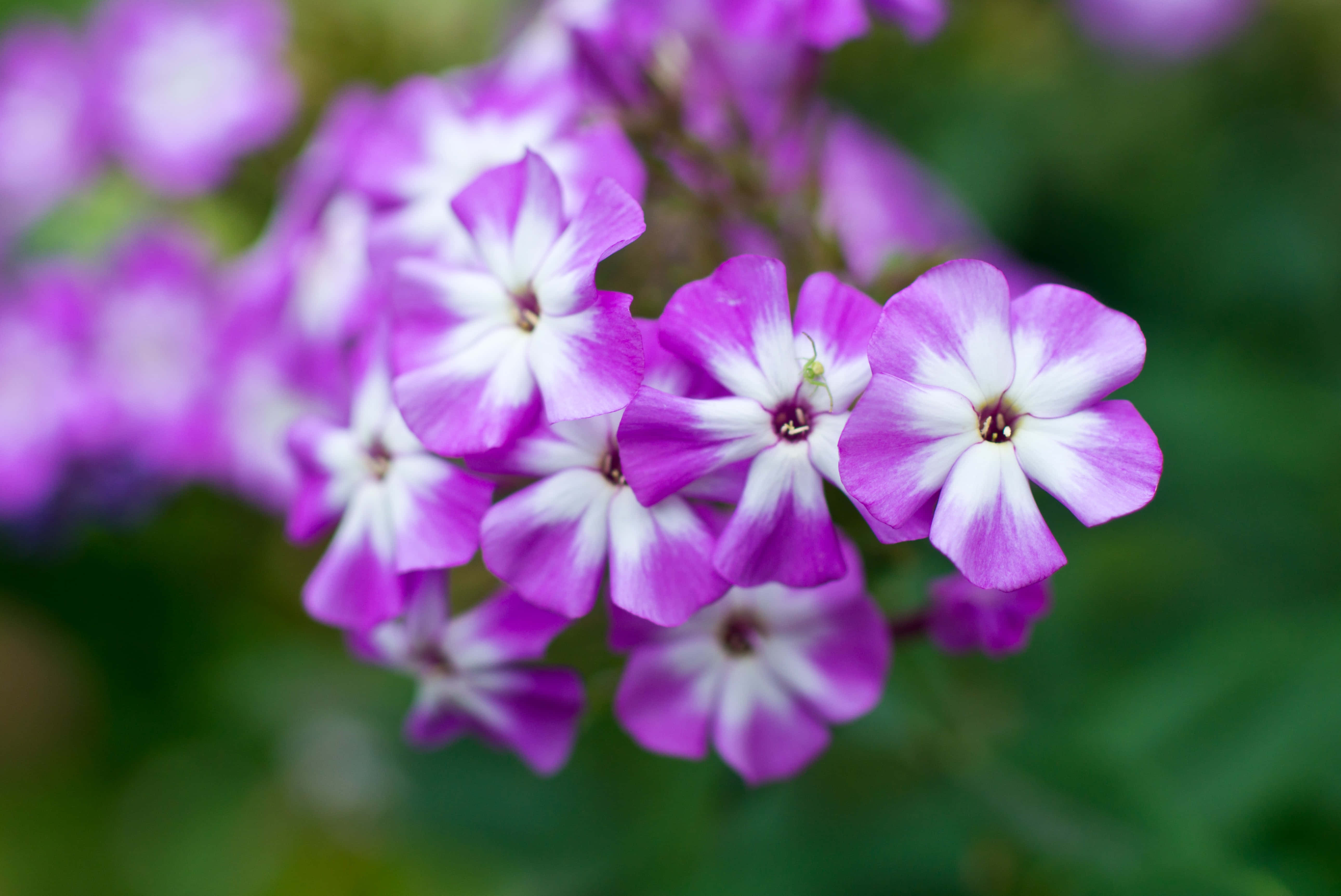white, purple, phlox flowers, 5K Desktop Wallpaper