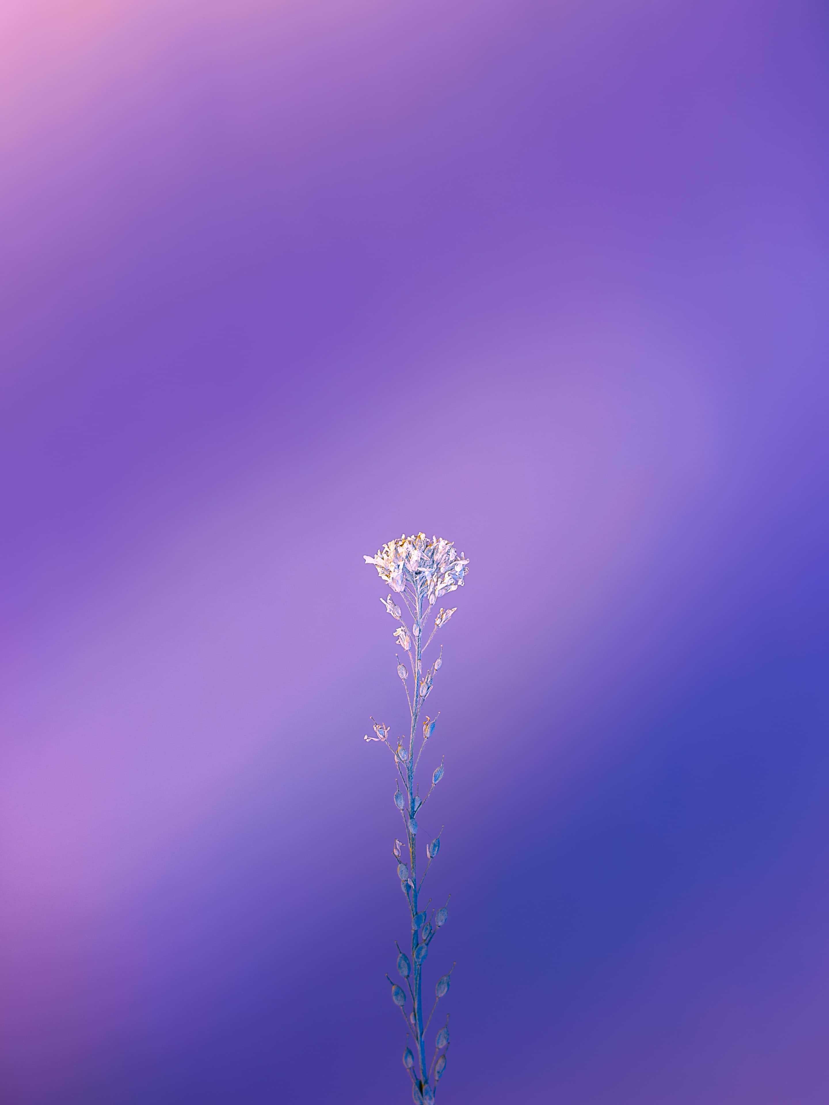 White and Purple, white flower, soft gradient purple and blue sky, 4K Phone Wallpaper