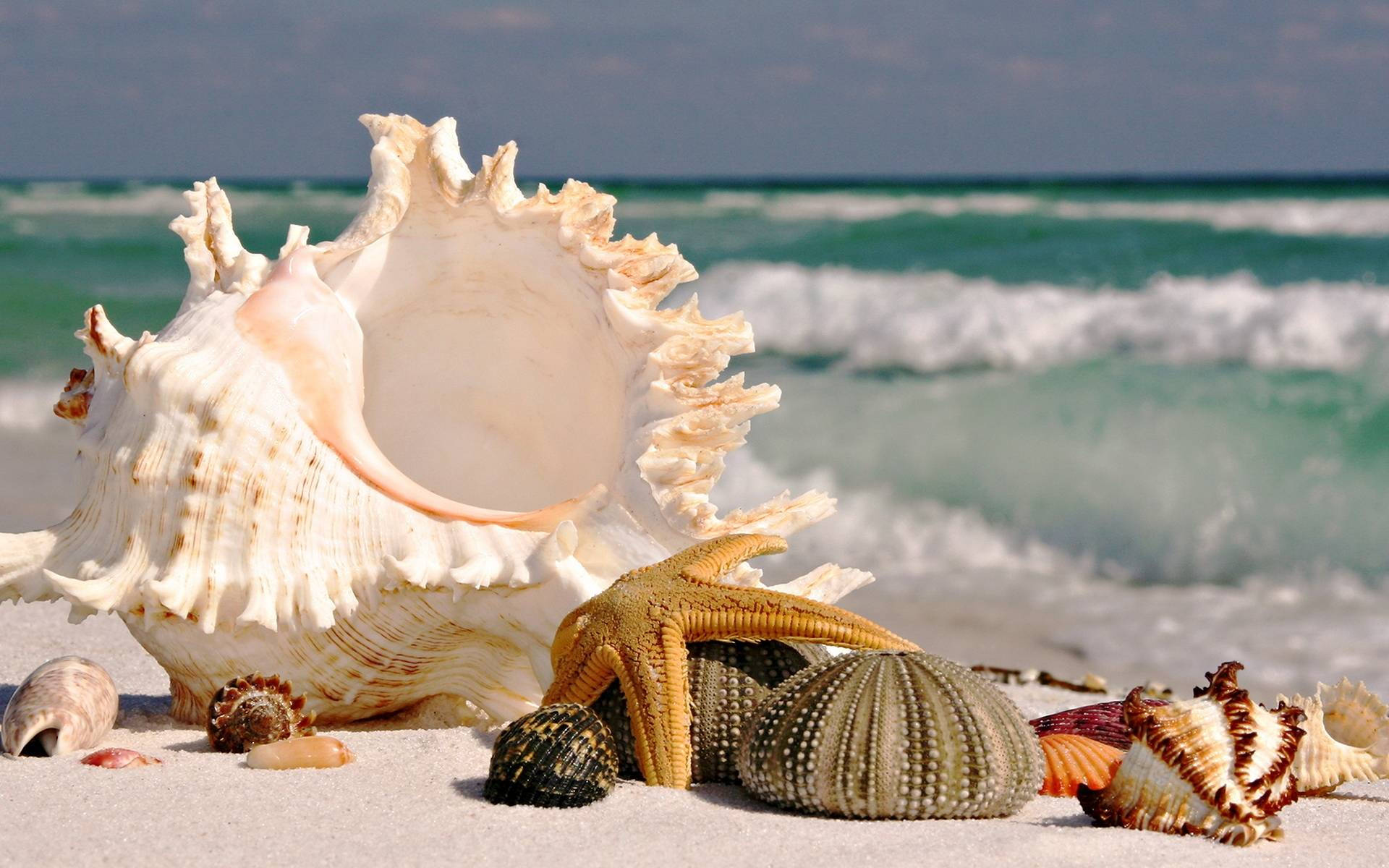 seashells, starfish, sunlit sand, Full HD Desktop Wallpaper