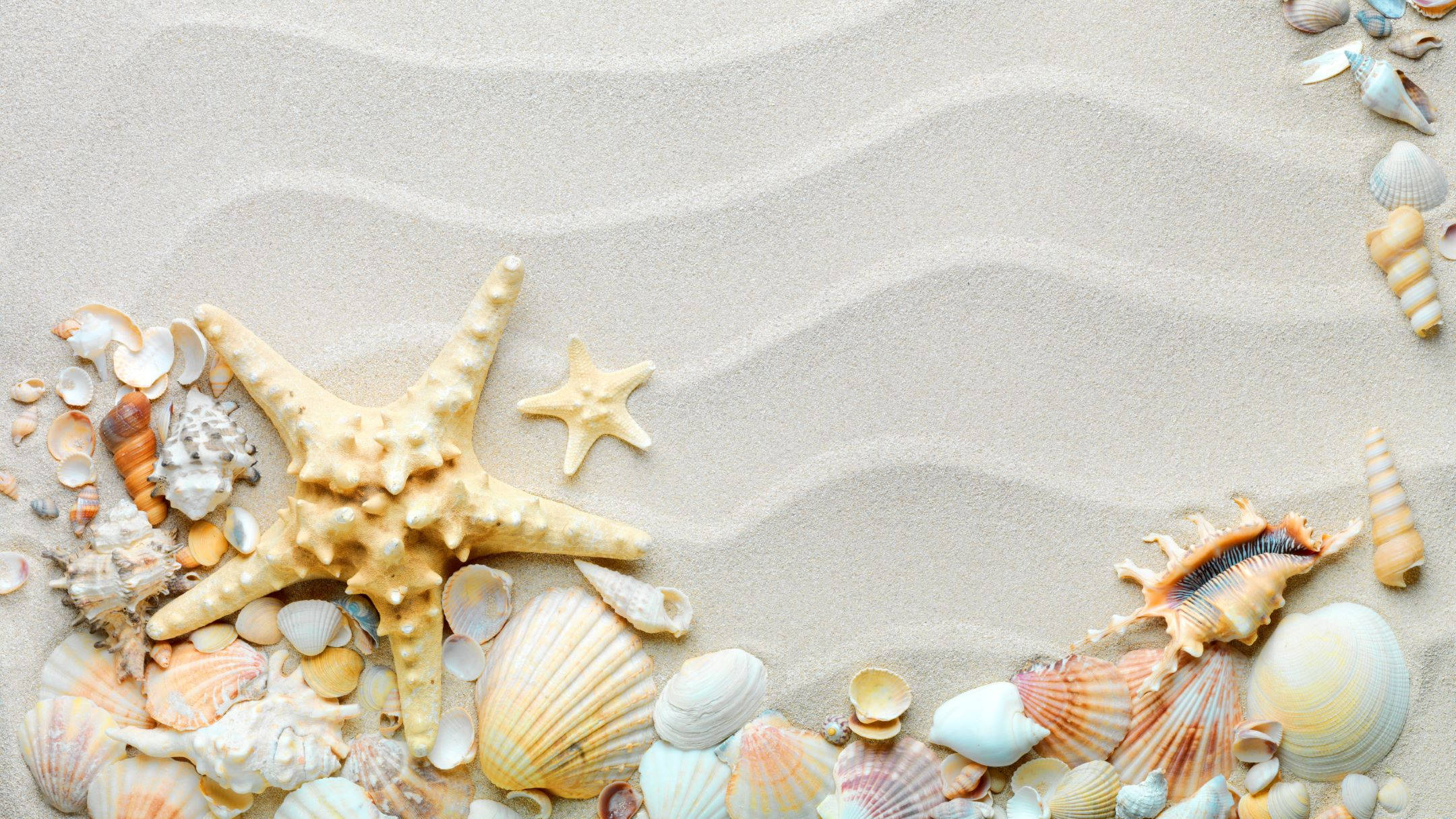 white beach, seashells, starfish, Full HD Desktop Wallpaper
