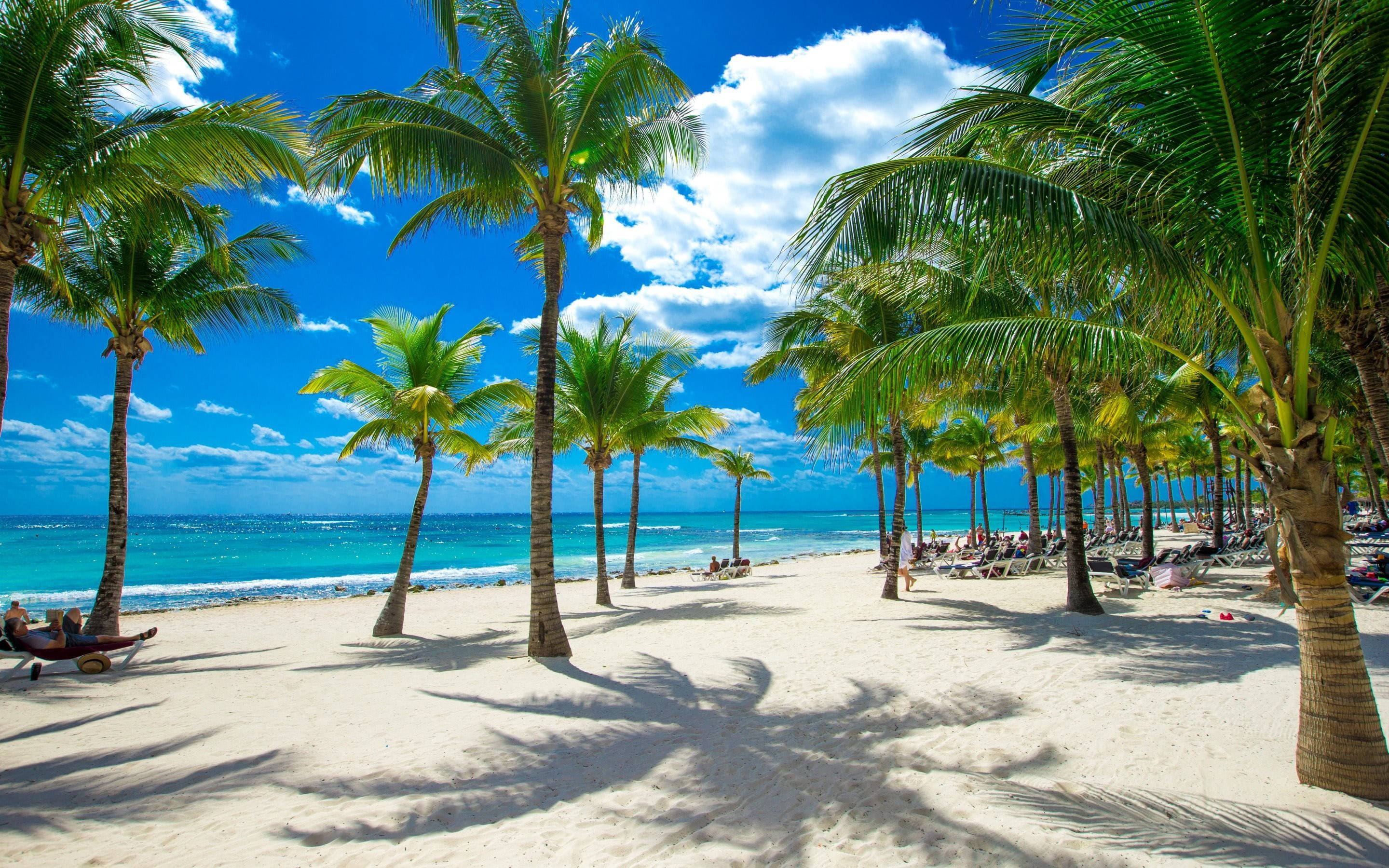palm trees, white sand, turquoise ocean, 2K Desktop Wallpaper