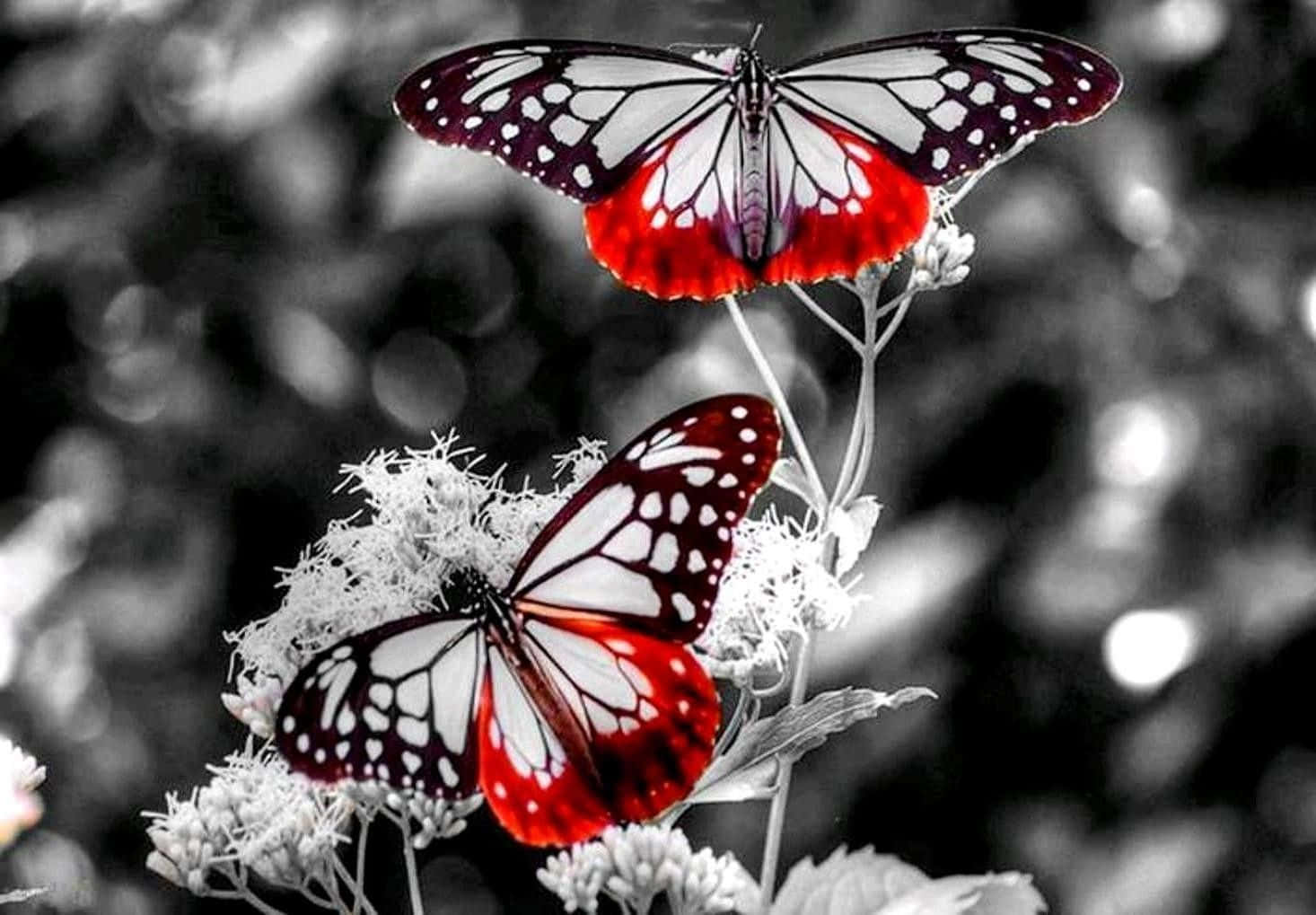 white butterfly, red and white butterflies, soft white flowers, HD Desktop Wallpaper