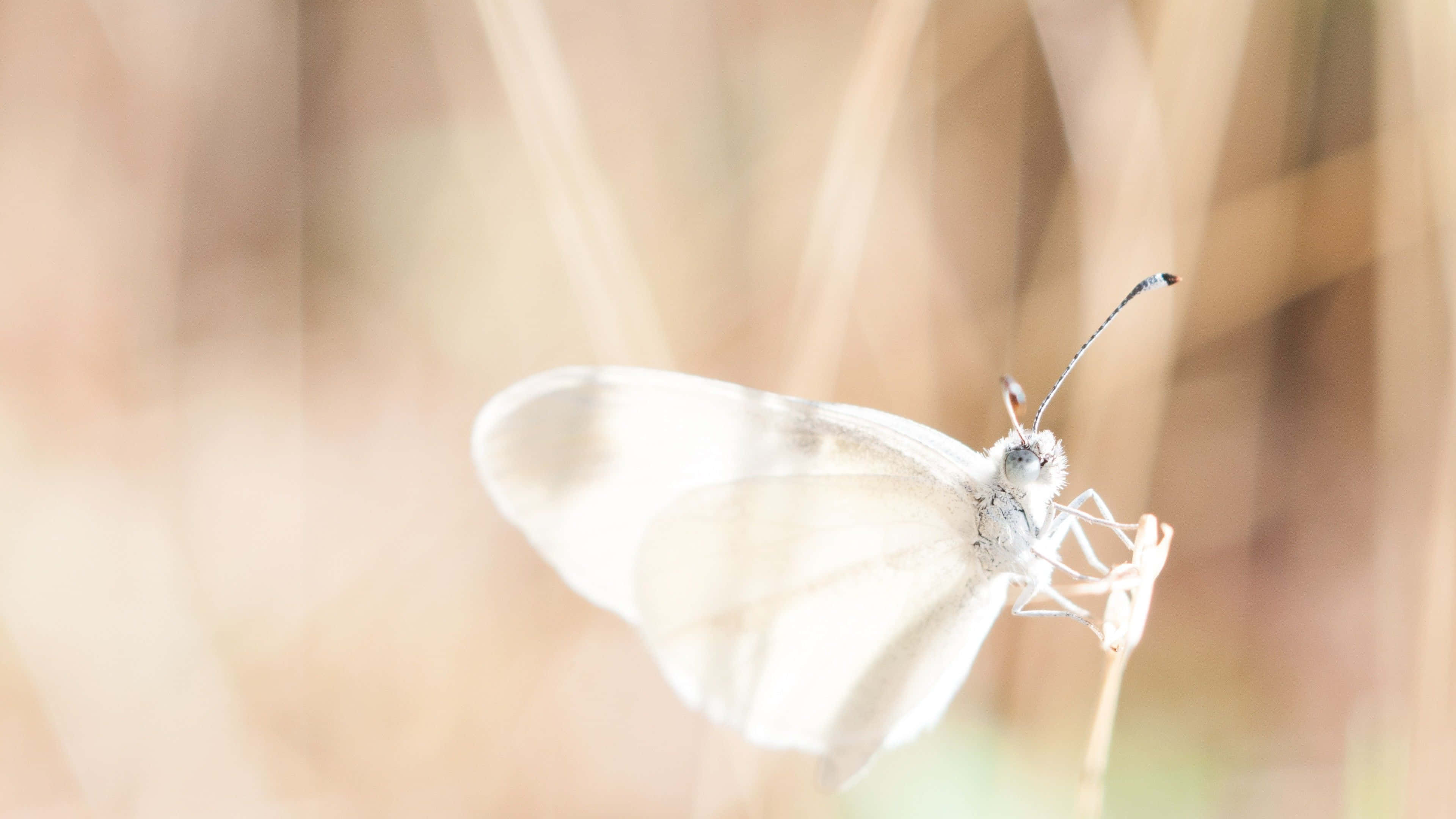 White Butterfly, slender stem, soft blurred background, 4K Desktop Wallpaper