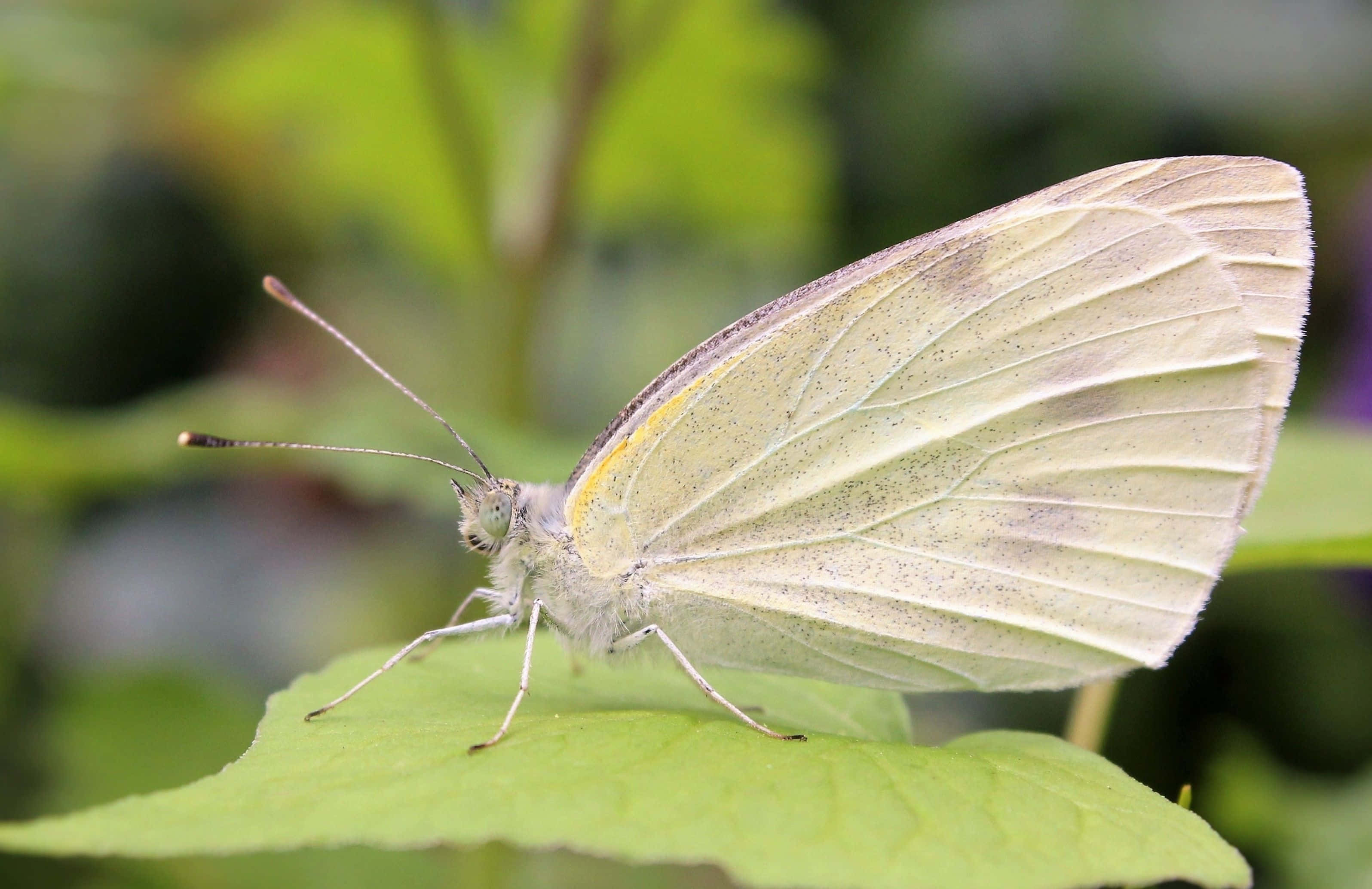white butterfly, vibrant green leaf, subtle gray veining, 2K Desktop Wallpaper