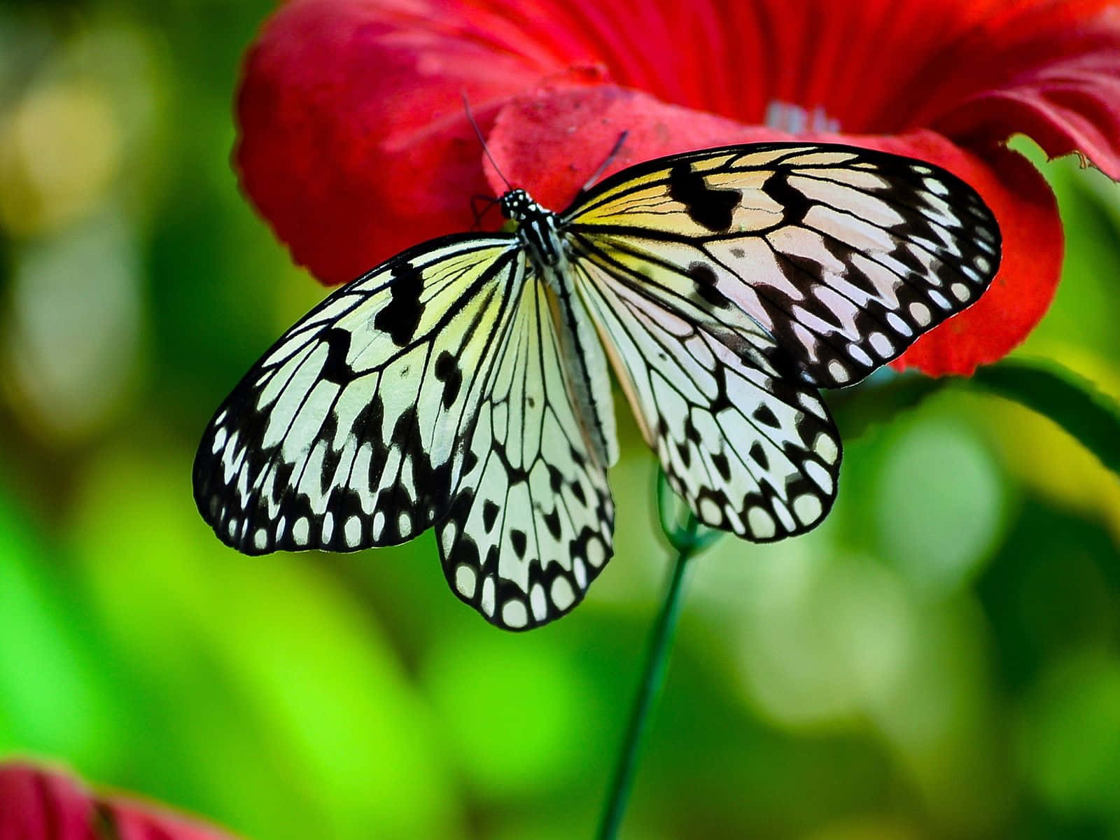 White Butterfly, black and white butterfly, vivid red hibiscus flower, HD Desktop Wallpaper