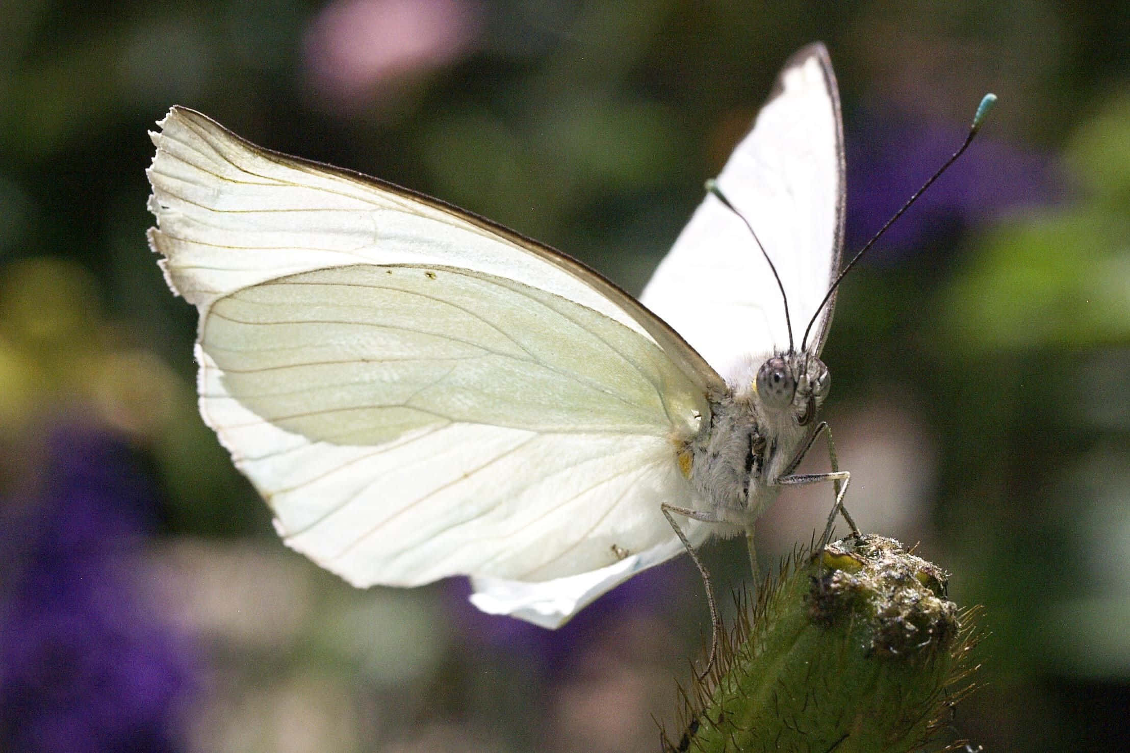 White Butterfly, daisy flowers, black-edged wings, Full HD Desktop Wallpaper