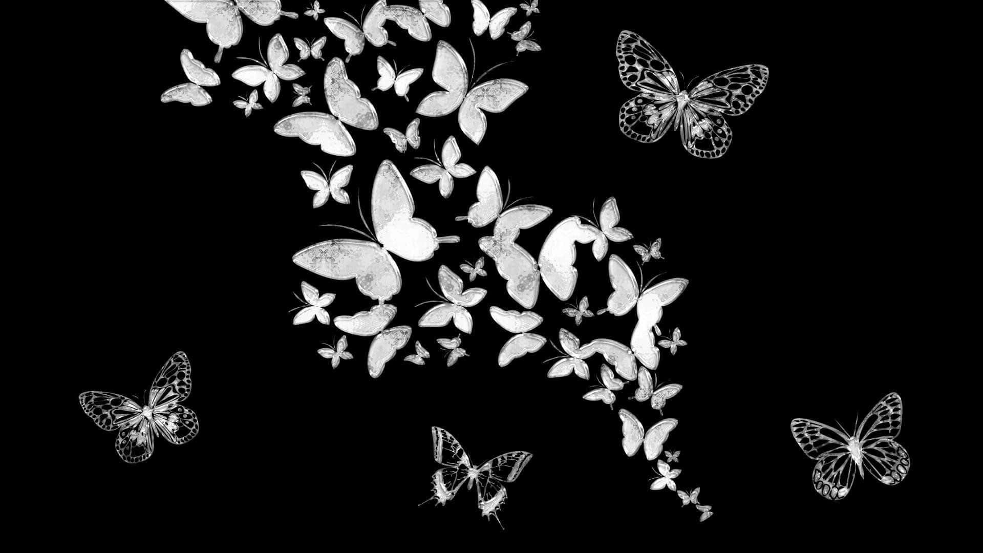 white butterfly, 1920 x 1080, stark black background, Full HD Desktop Wallpaper
