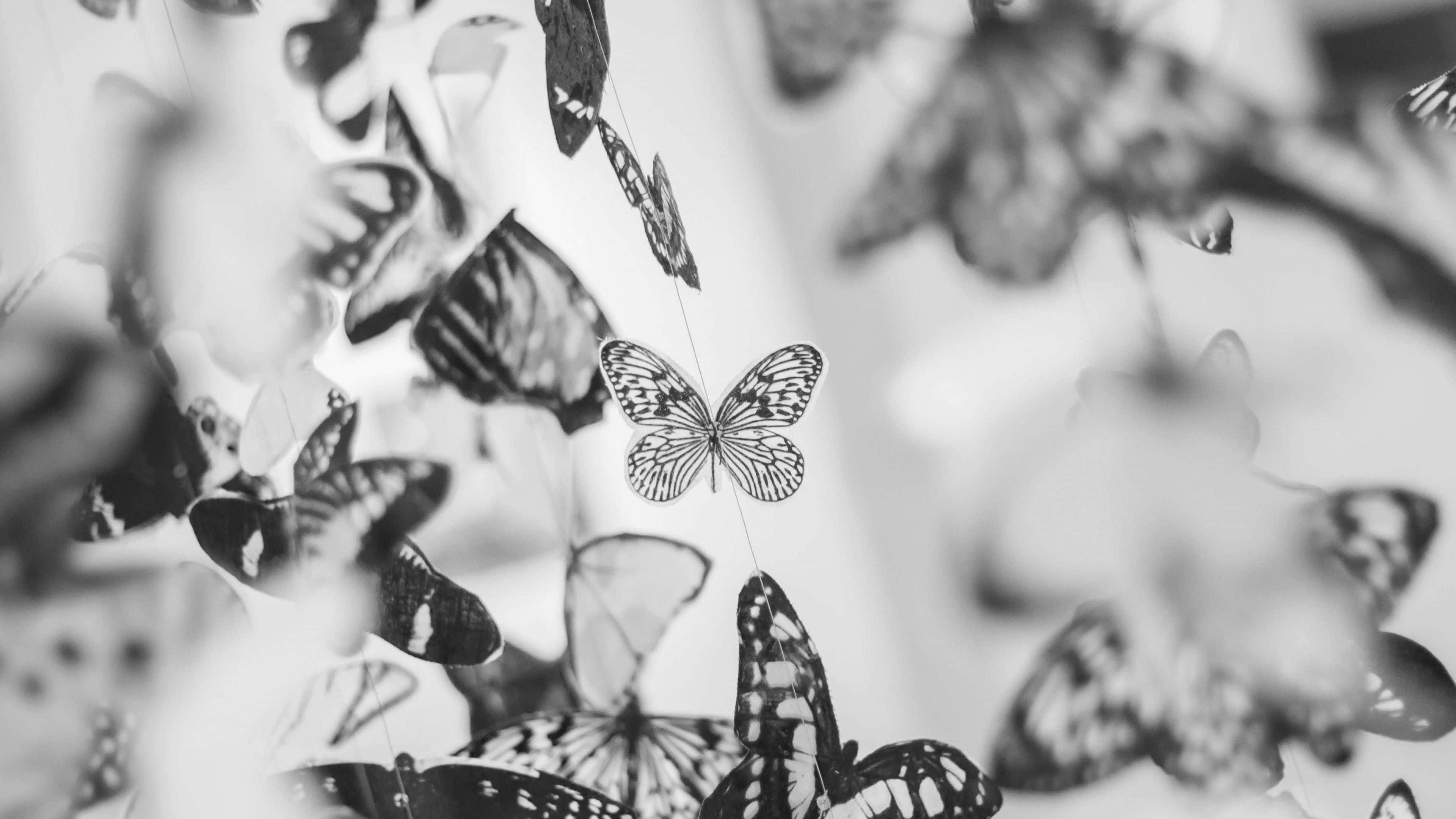 white butterfly, black and white suspended butterflies, soft blurred background, 4K Desktop Wallpaper