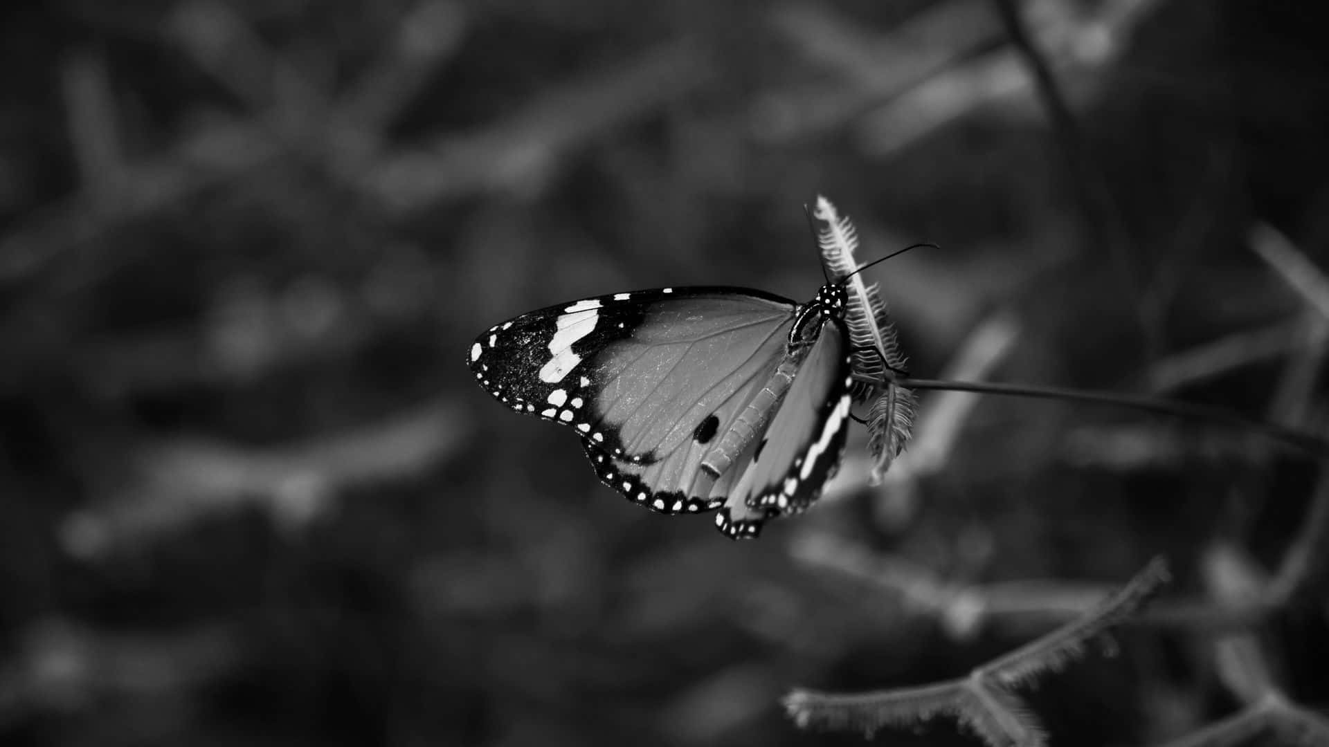 White Butterfly, monochrome butterfly, intricate wing patterns, Full HD Desktop Wallpaper