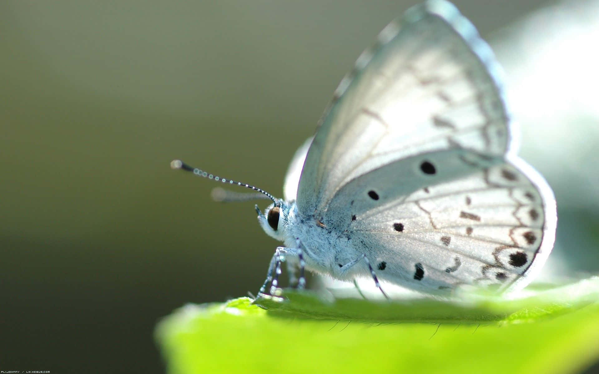 White Butterfly, blue butterfly, black spots, Full HD Desktop Wallpaper