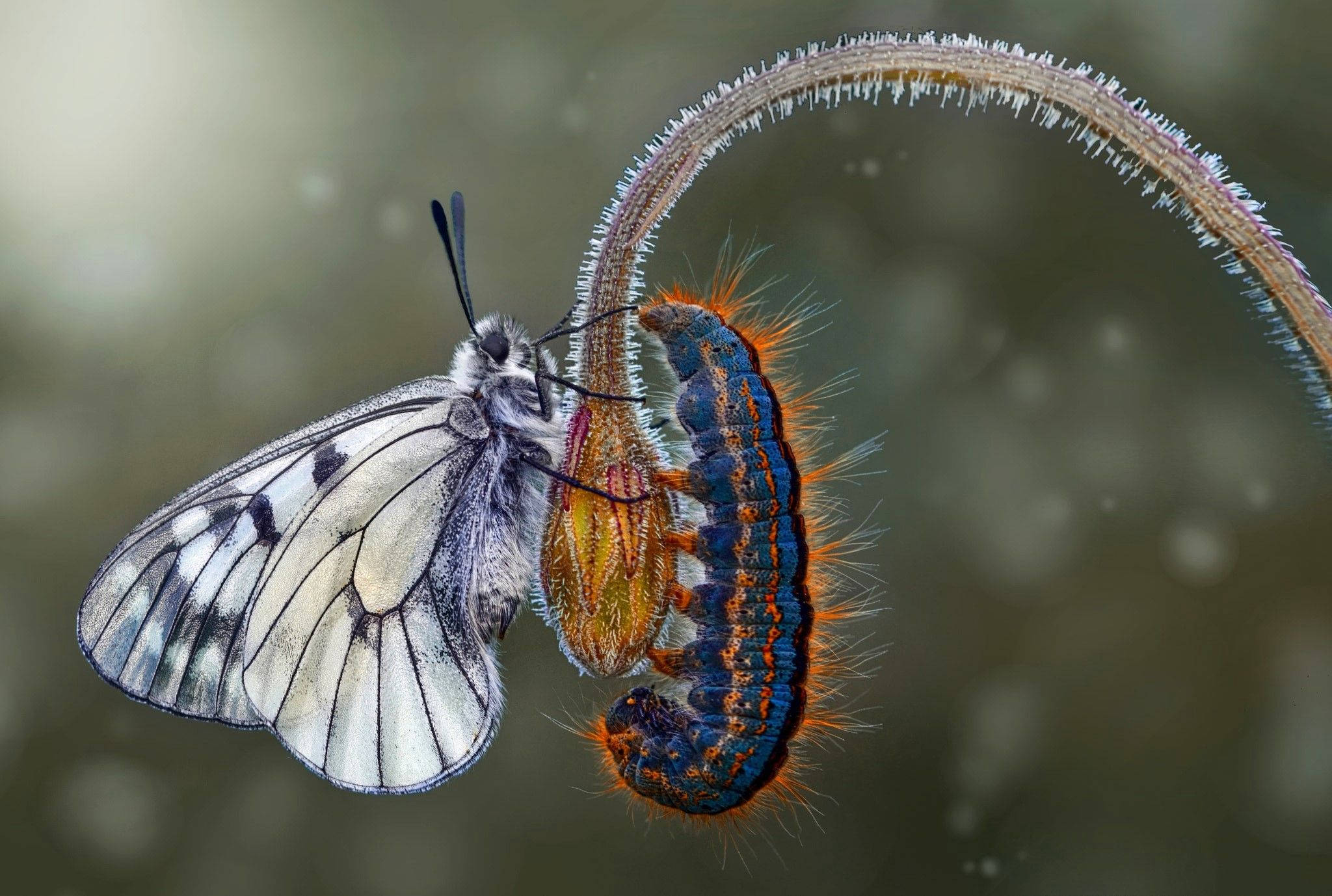 White Butterfly, blue caterpillar, black markings, Full HD Desktop Wallpaper