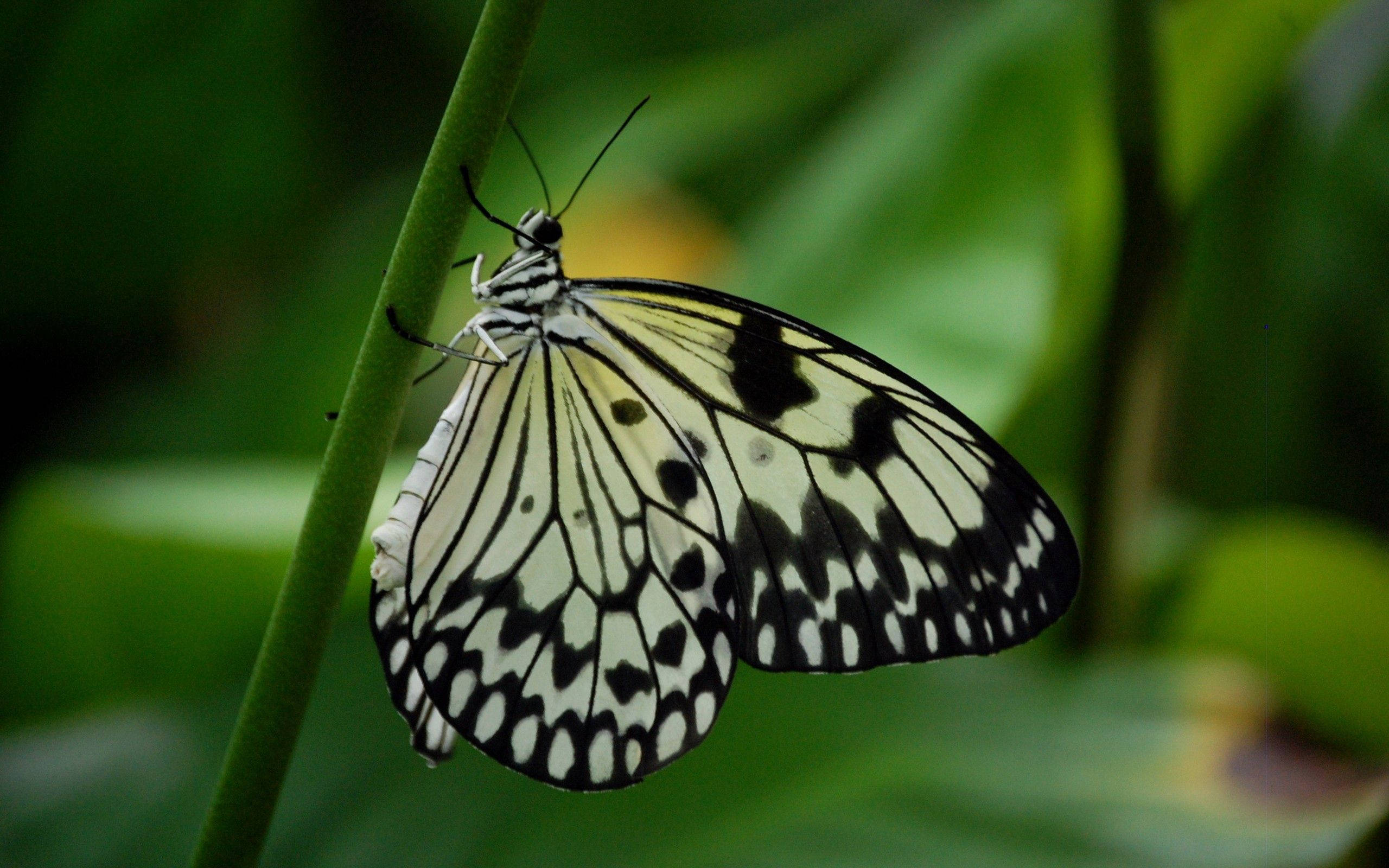 black and white butterfly, green stem, soft blurred leafy background, 2K Desktop Wallpaper