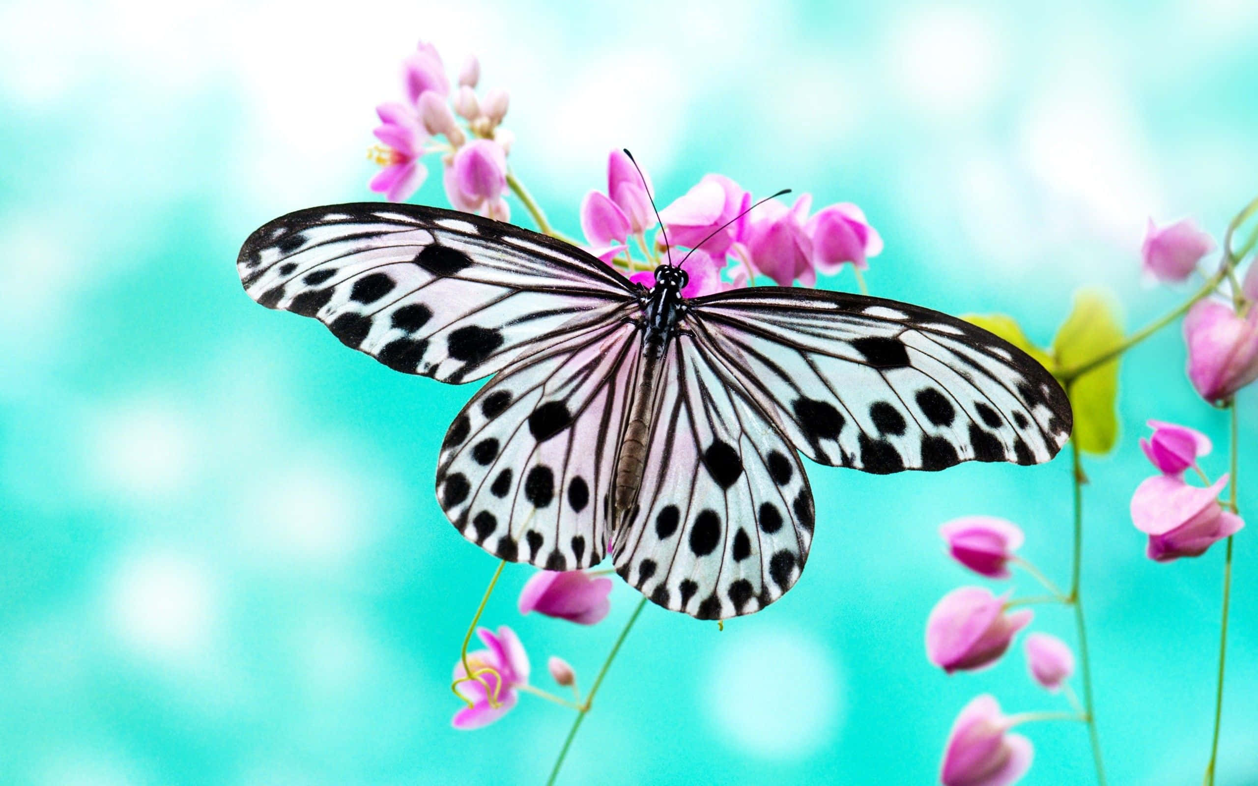 White Butterfly, black and white spotted butterfly, pink blossoms, 2K Desktop Wallpaper
