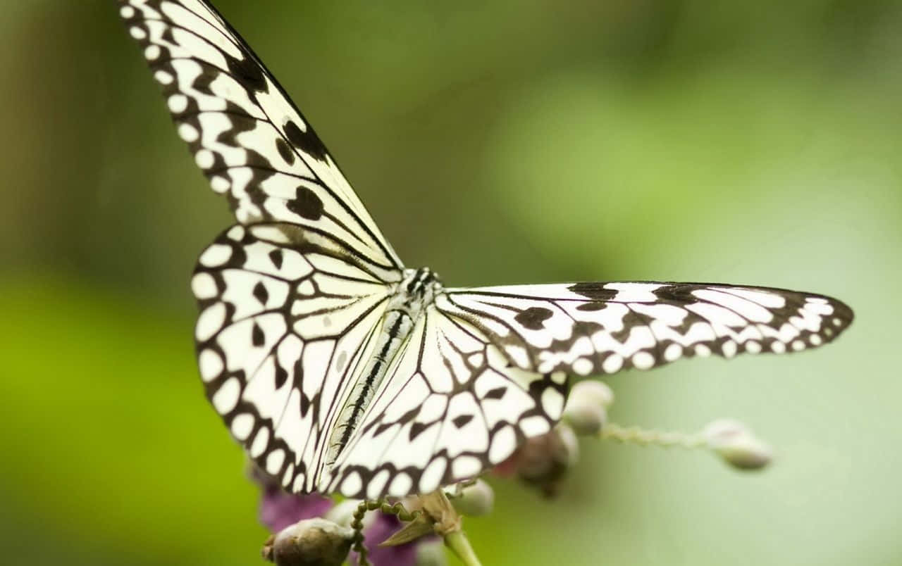 white butterfly, black and white butterfly, purple flower, HD Desktop Wallpaper