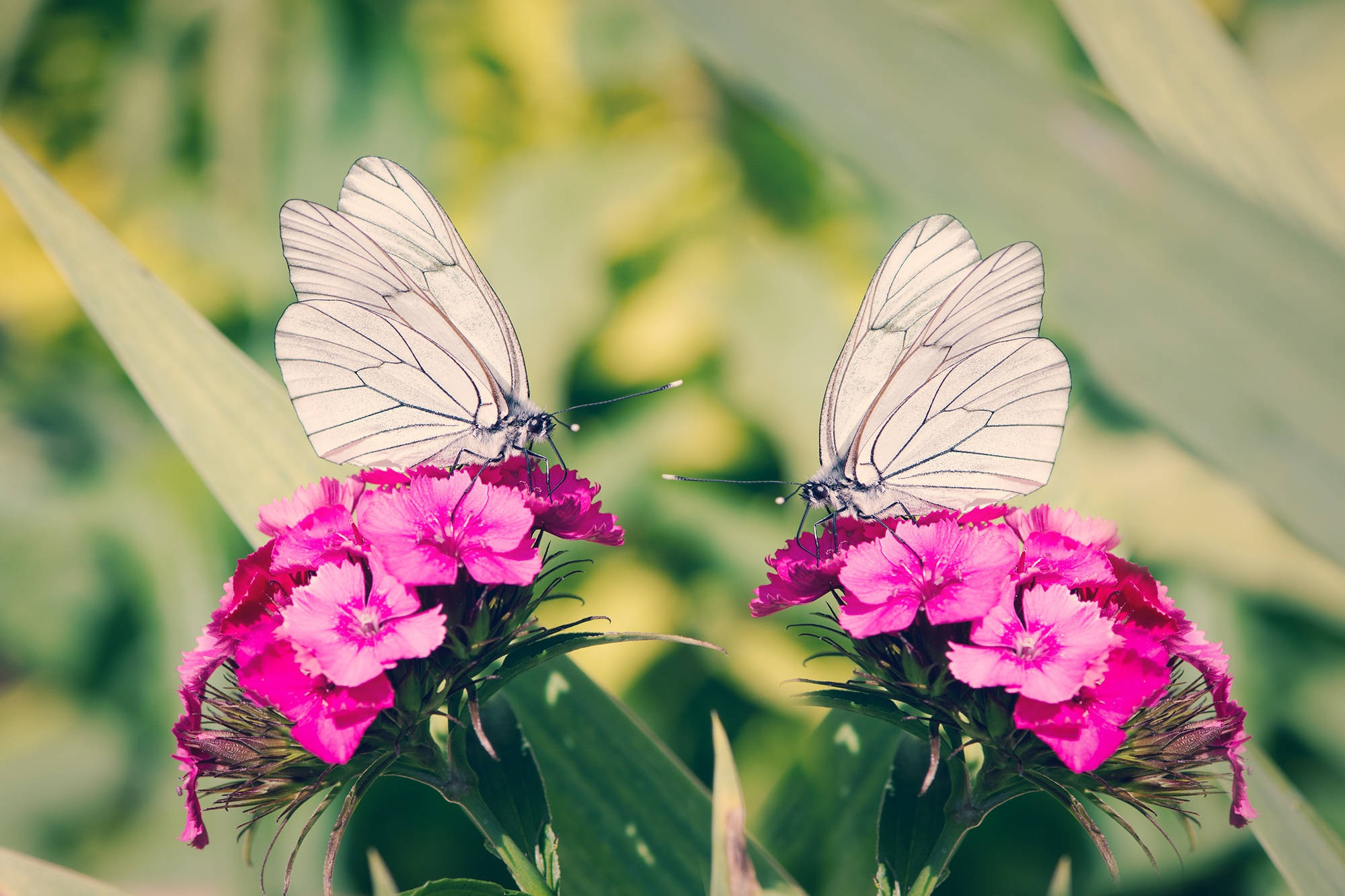white butterflies, black veining, vibrant pink flowers, Full HD Desktop Wallpaper
