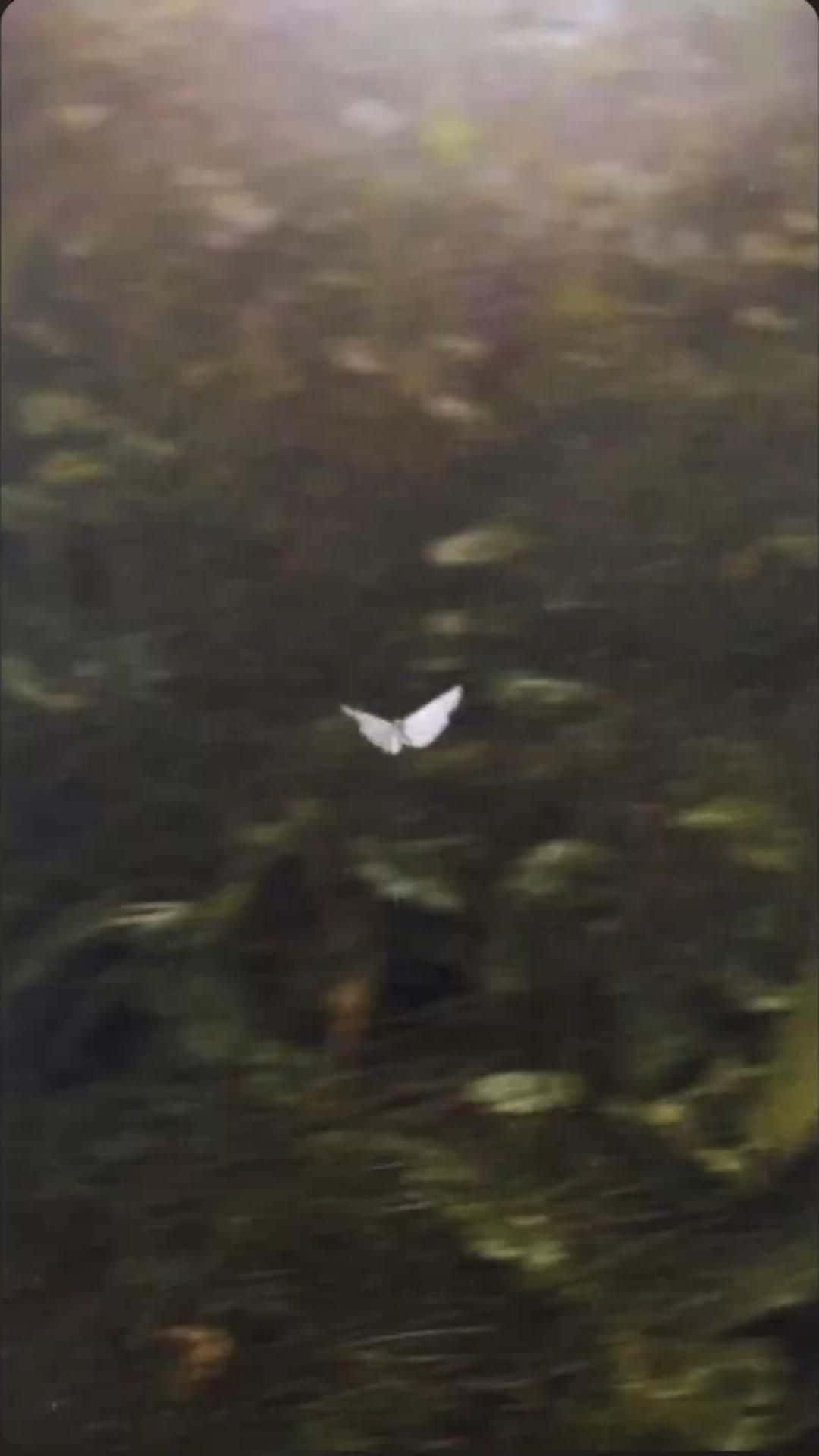 white butterfly, dark woods, forest floor, Full HD Phone Wallpaper
