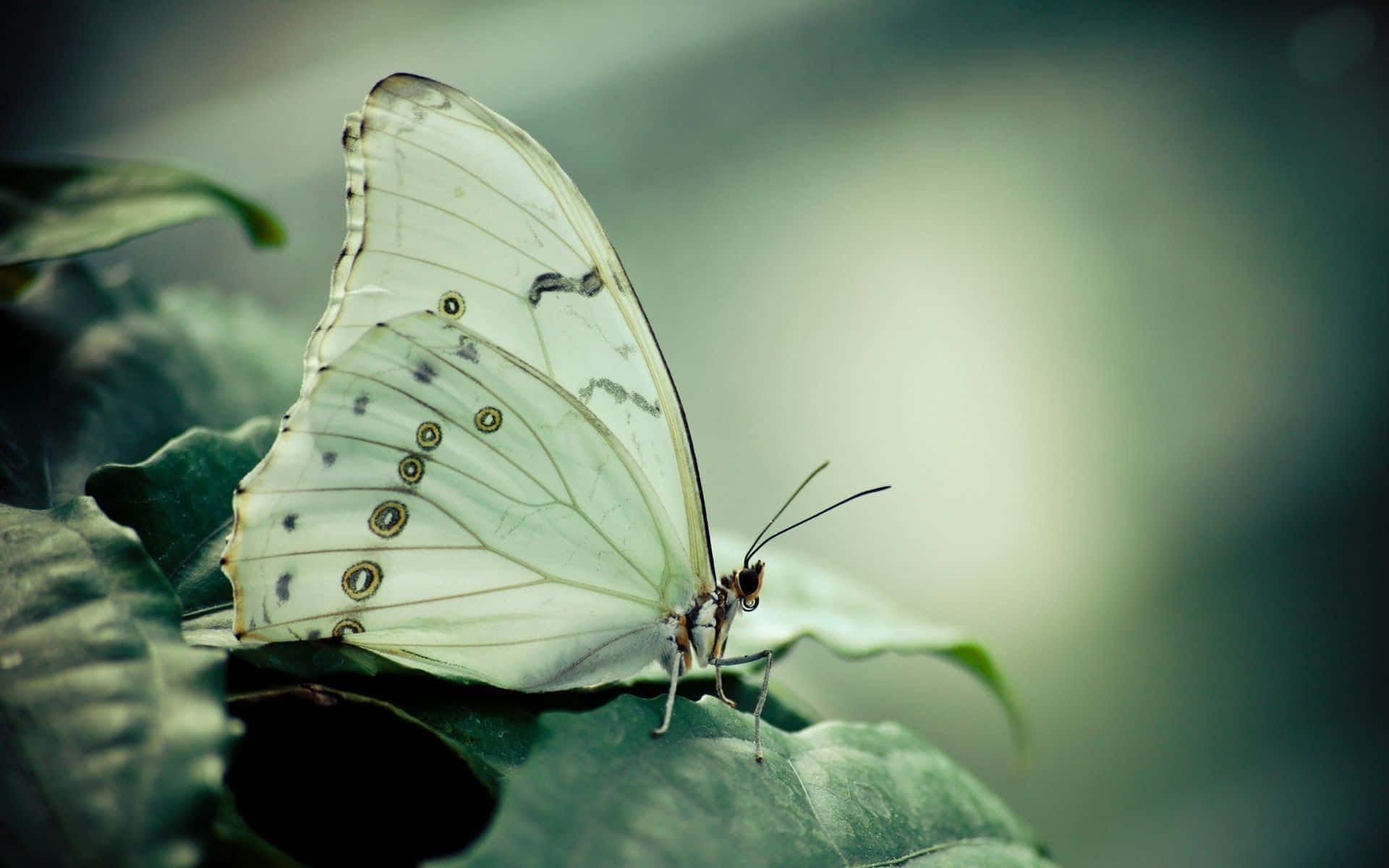 white butterfly, wildflowers, lush green leaf, Full HD Desktop Wallpaper