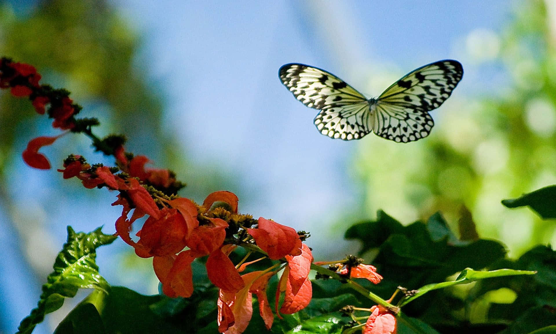 White Butterfly, black and white butterfly, spotted wings, Full HD Desktop Wallpaper
