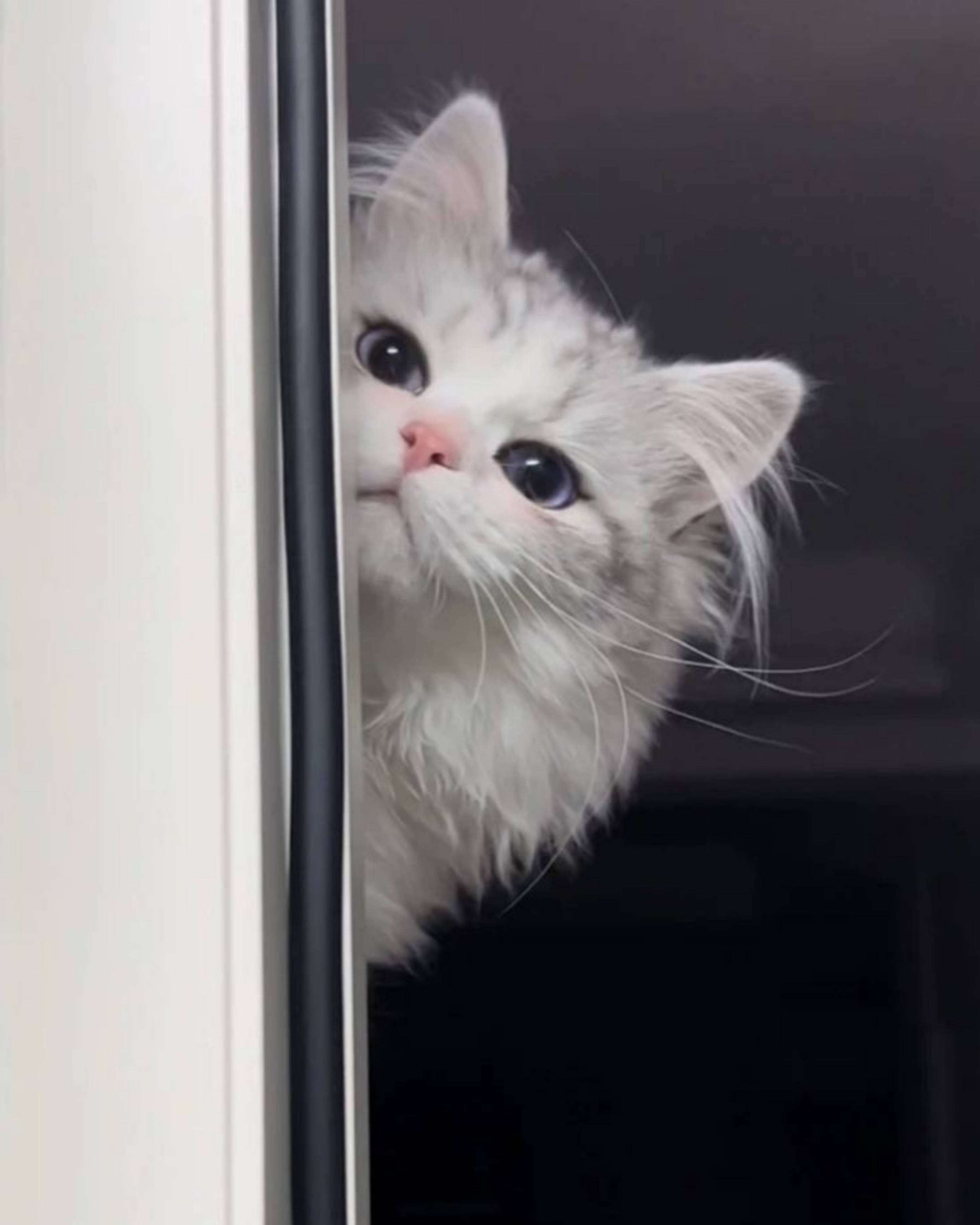 Persian cat, white cat, big blue eyes, 2K Phone Wallpaper