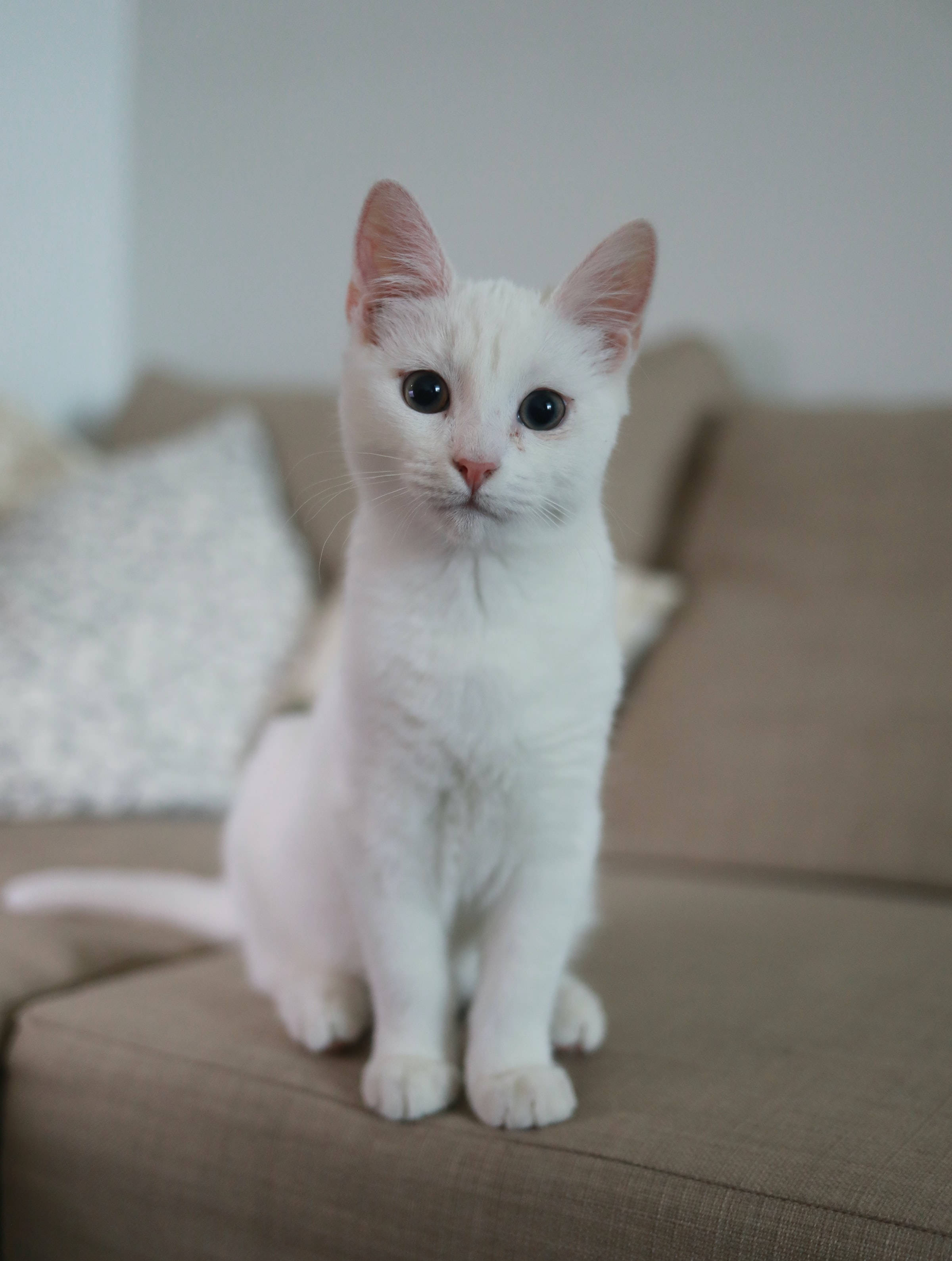 white Turkish Angora cat, fluffy white kitten, big dark eyes, 2K Phone Wallpaper