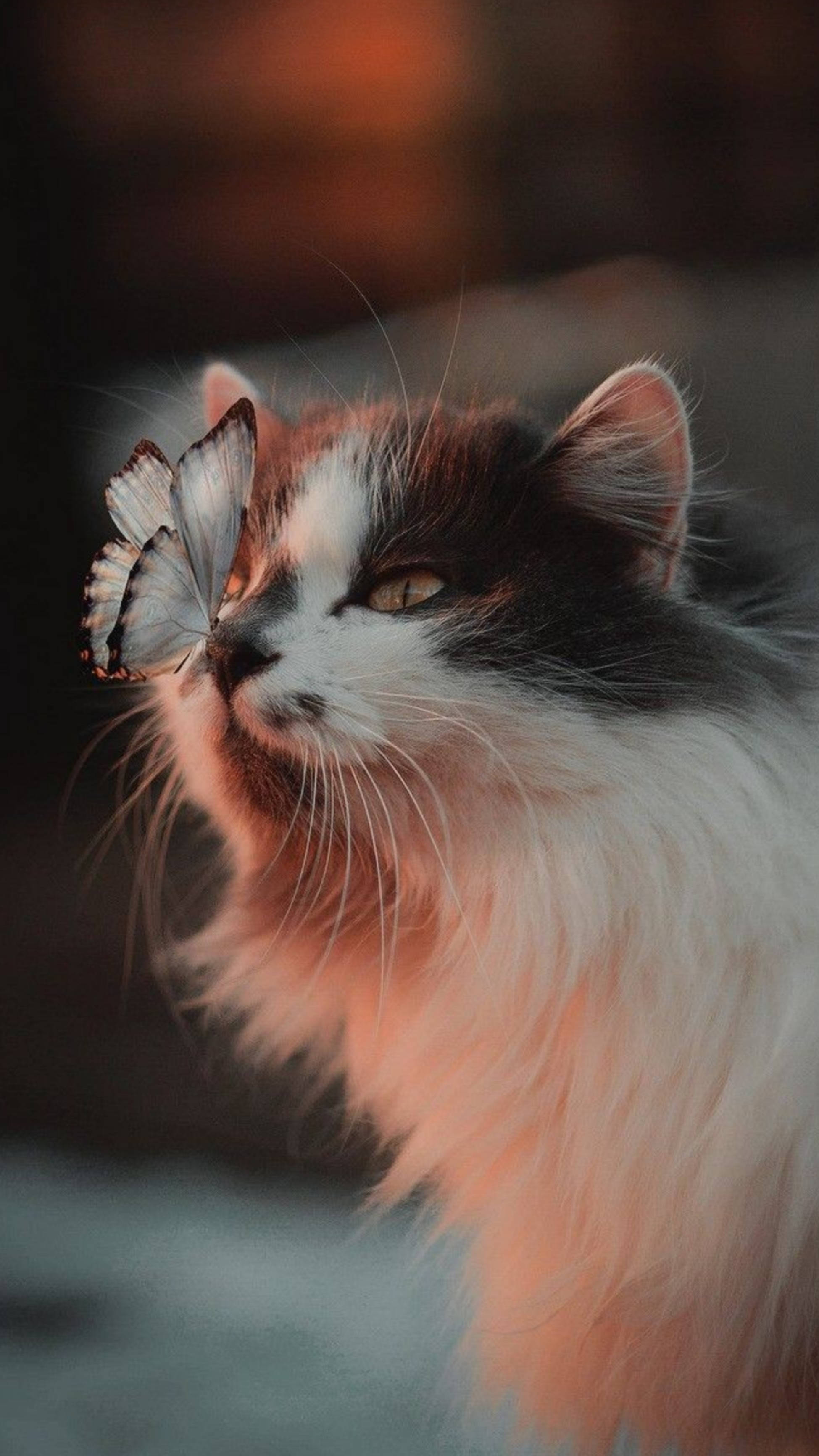 Norwegian Forest cat, calico cat, white butterfly, 2K Phone Wallpaper