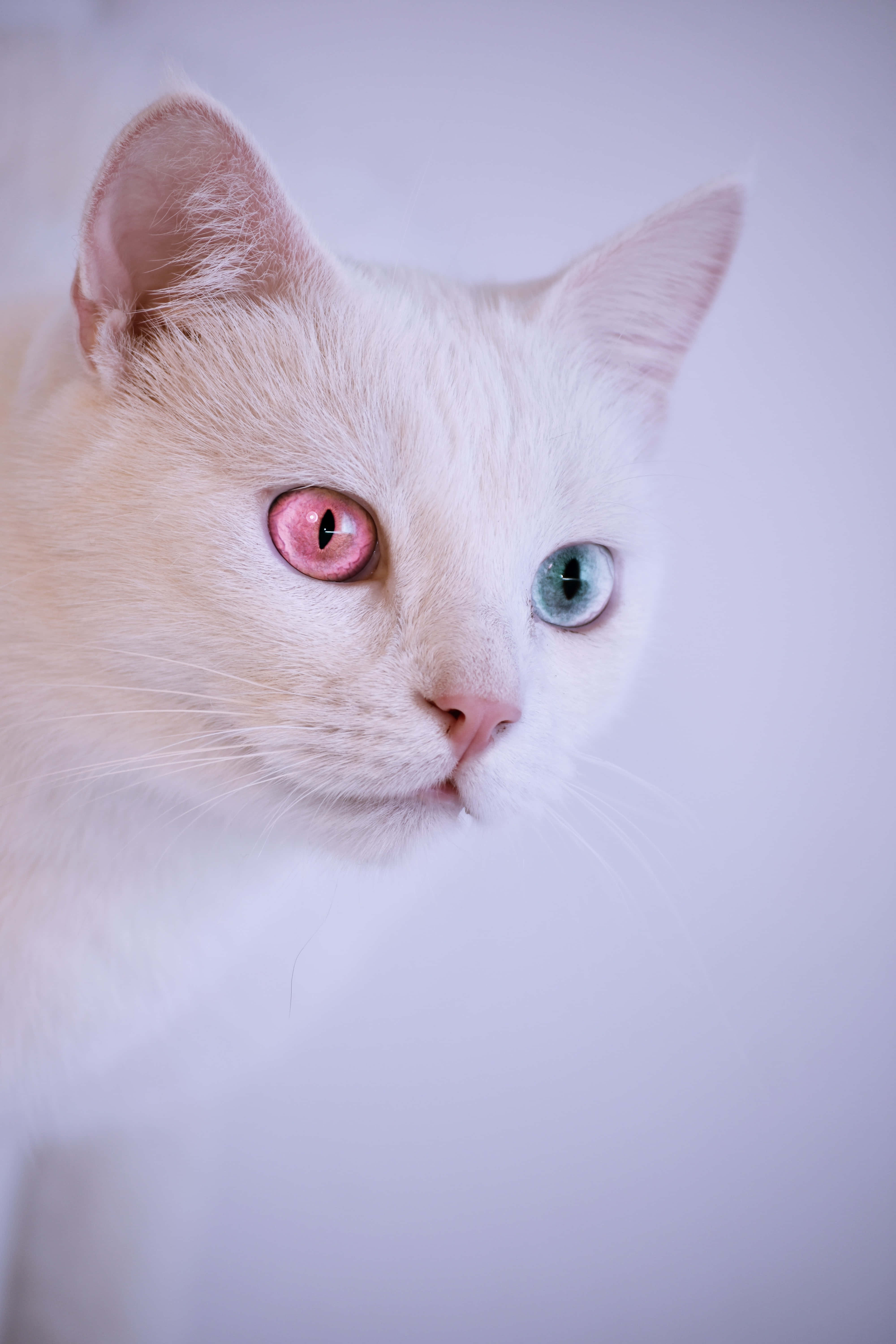 white cat, one pink and one blue eye, soft lavender background, 5K Phone Wallpaper
