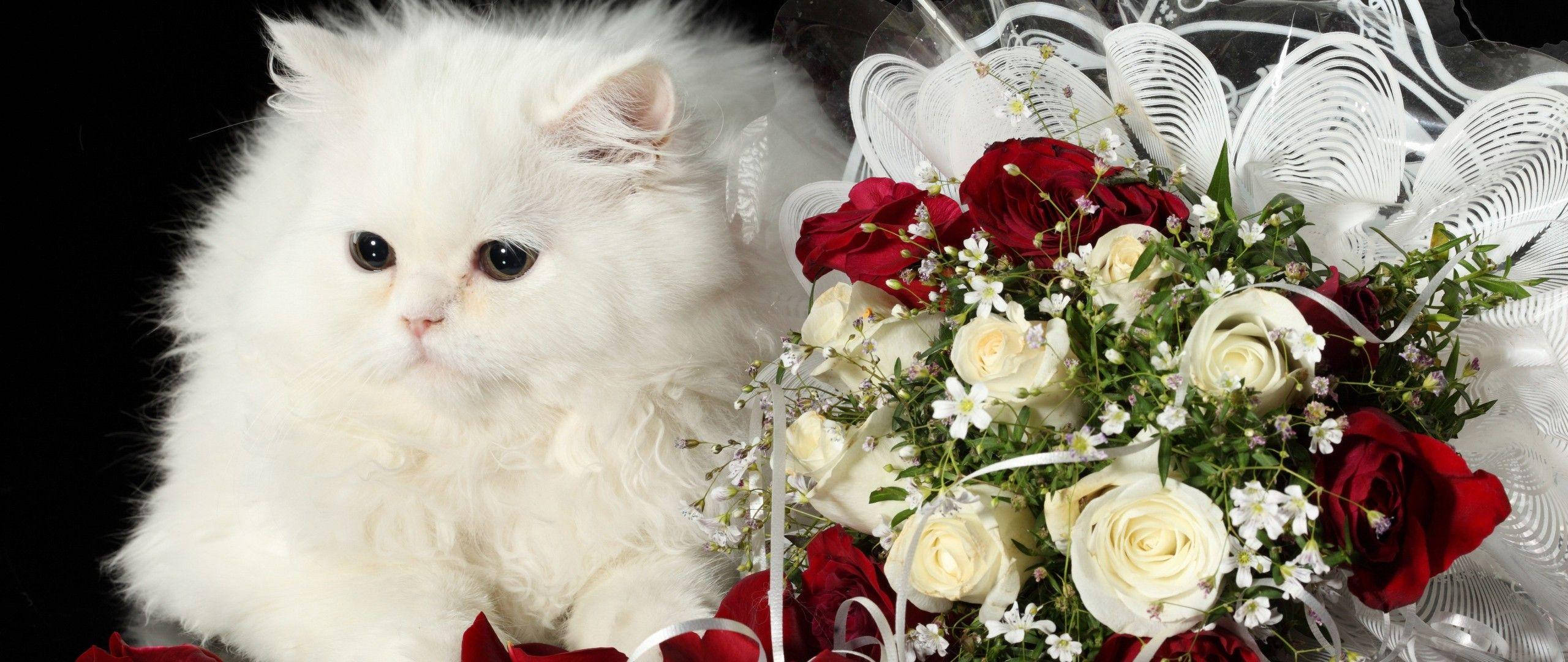 White Cat, Persian cat, red and white roses, 2K Desktop Wallpaper