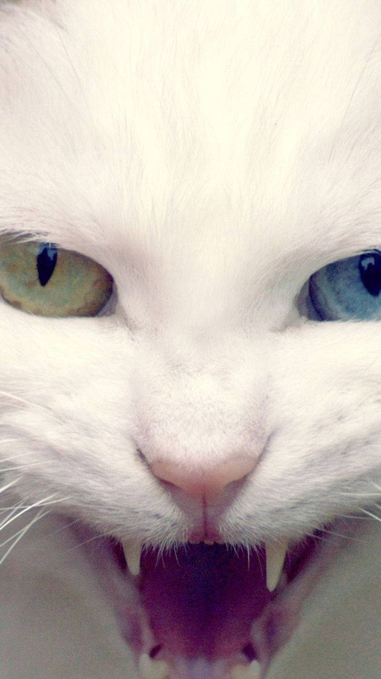 white cat, heterochromatic eyes, snarling fiercely, HD Phone Wallpaper