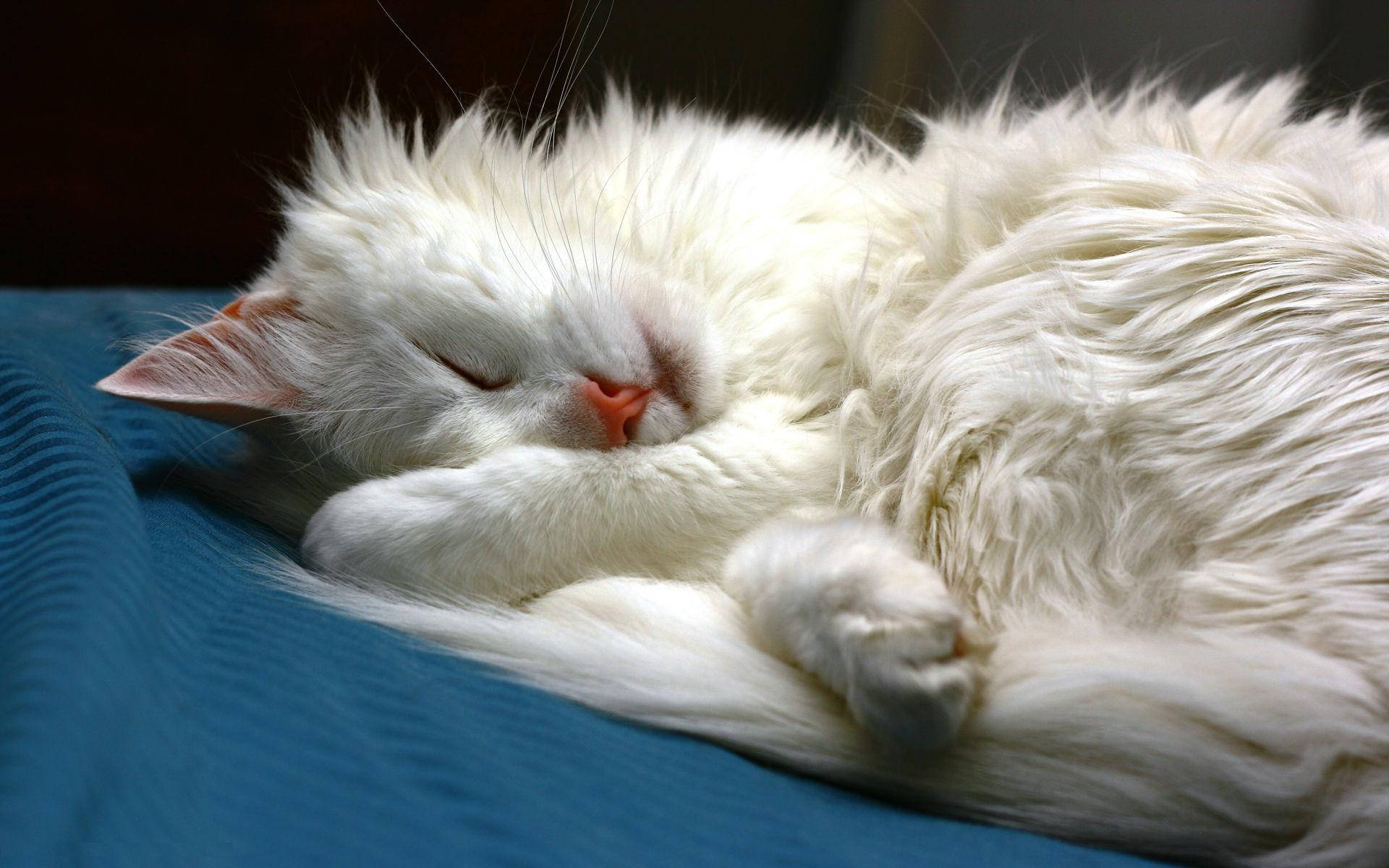 white cat, blue fabric surface, soft lighting, Full HD Desktop Wallpaper