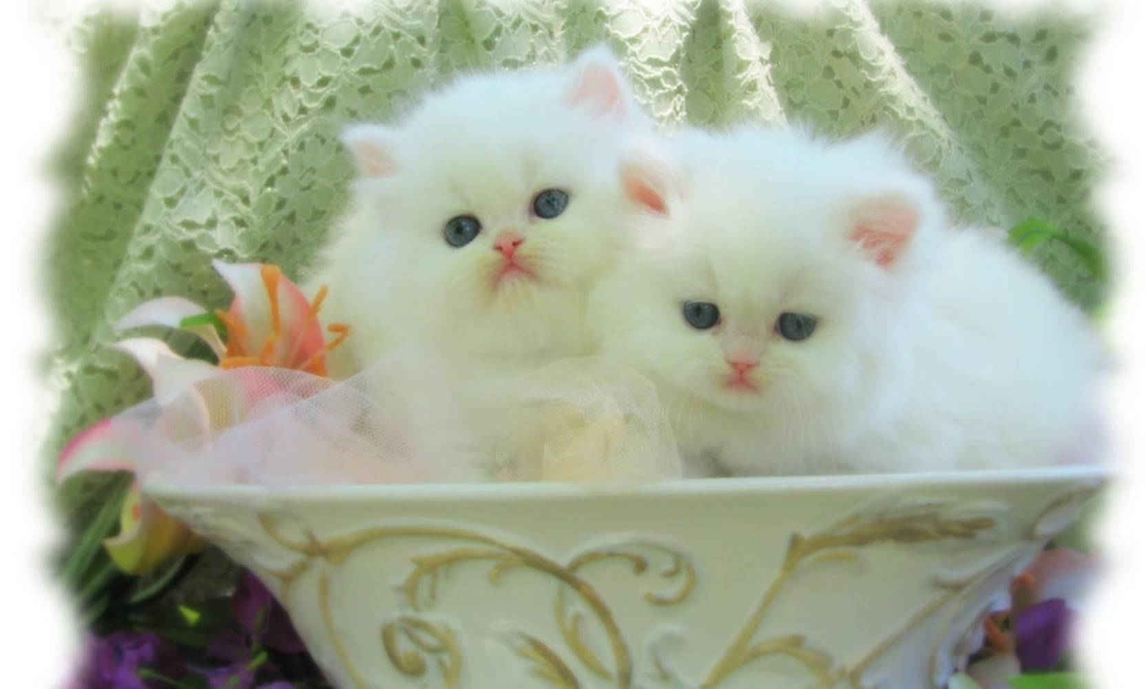 white kittens, blue eyes, ornate cream bowl, HD Desktop Wallpaper