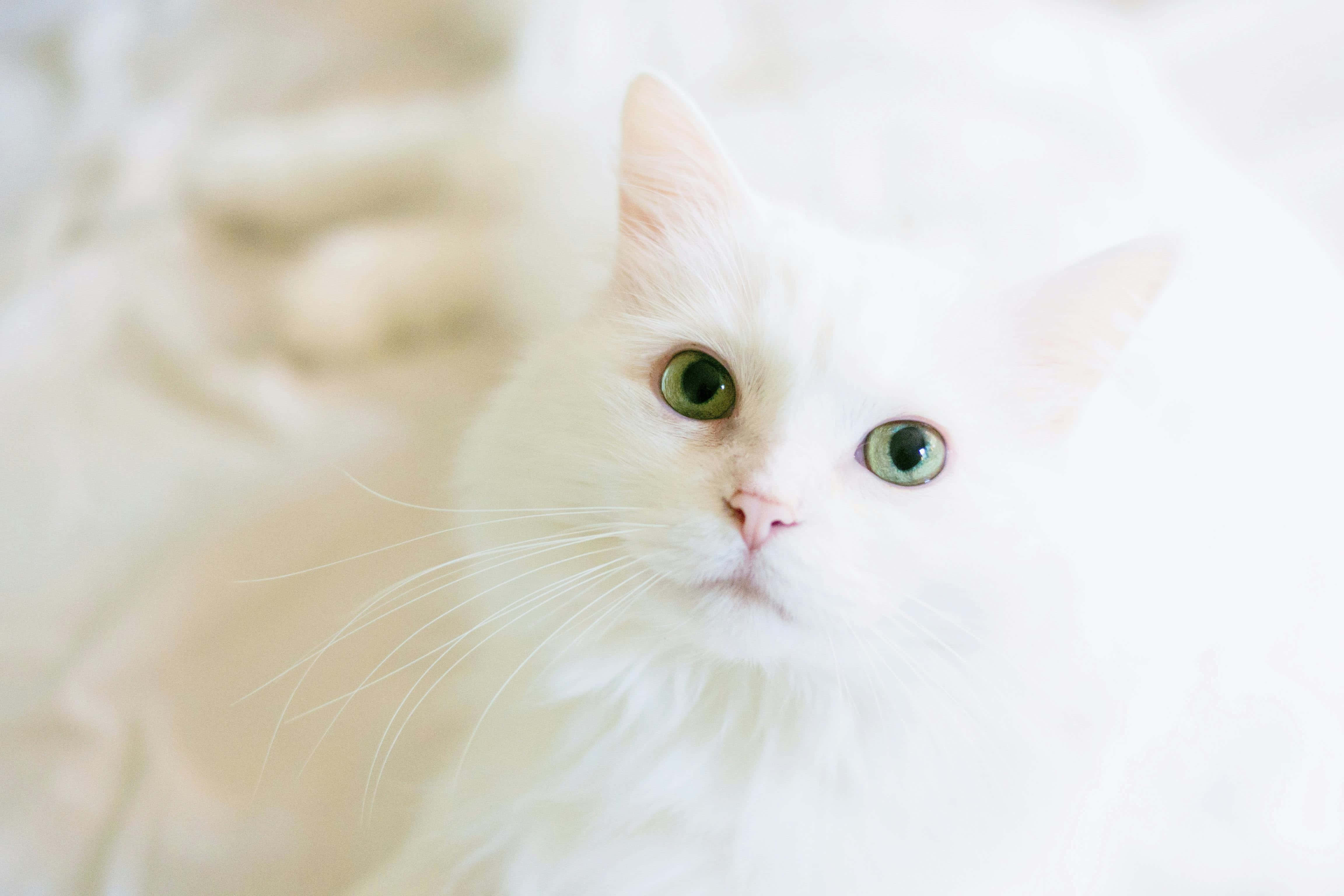 white fluffy cat, green eyes, soft cream background, 4K Desktop Wallpaper