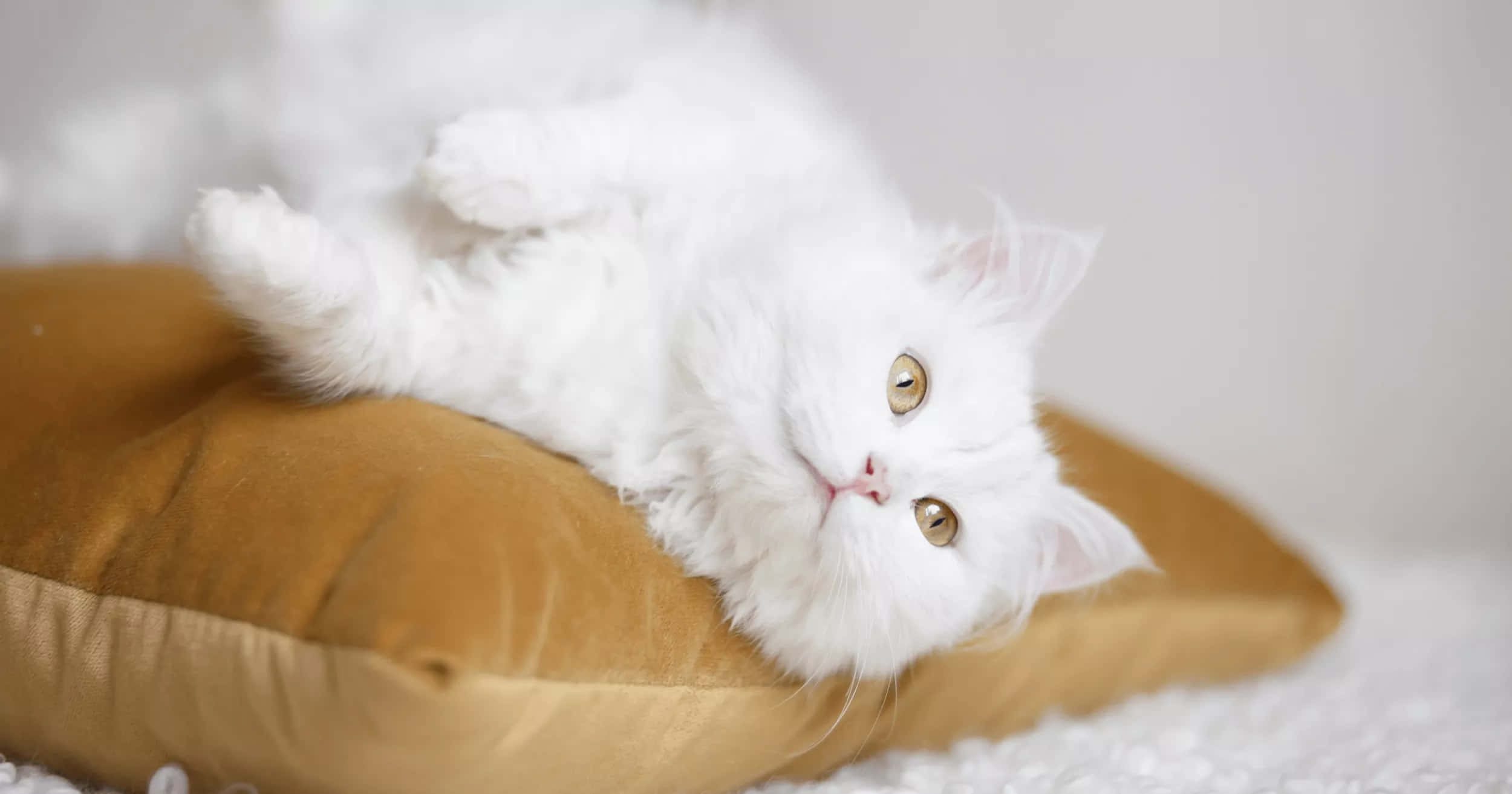 white fluffy cat, golden eyes, mustard velvet pillow, Full HD Desktop Wallpaper