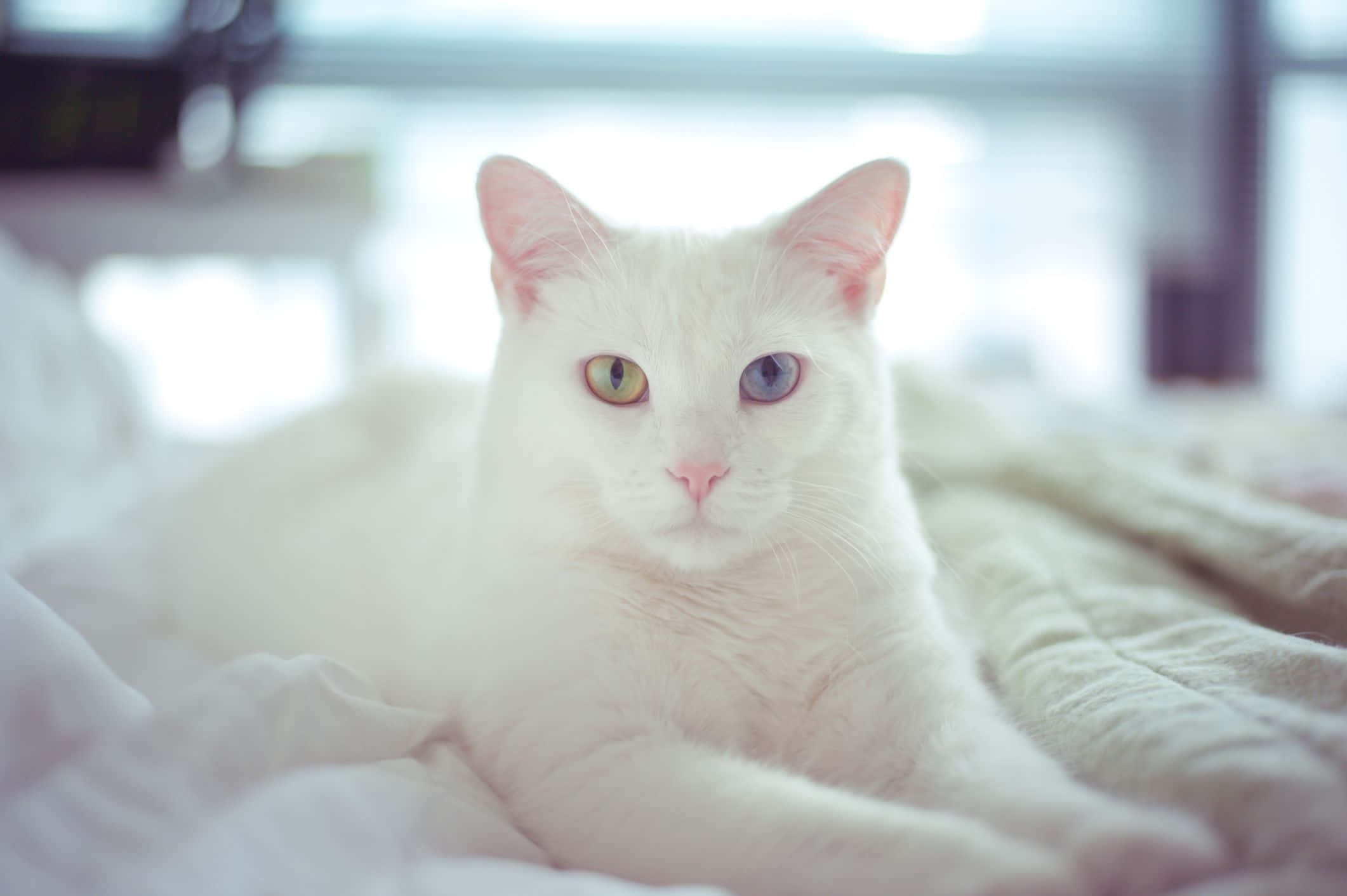 White Cat, heterochromia, soft textured blanket, Full HD Desktop Wallpaper