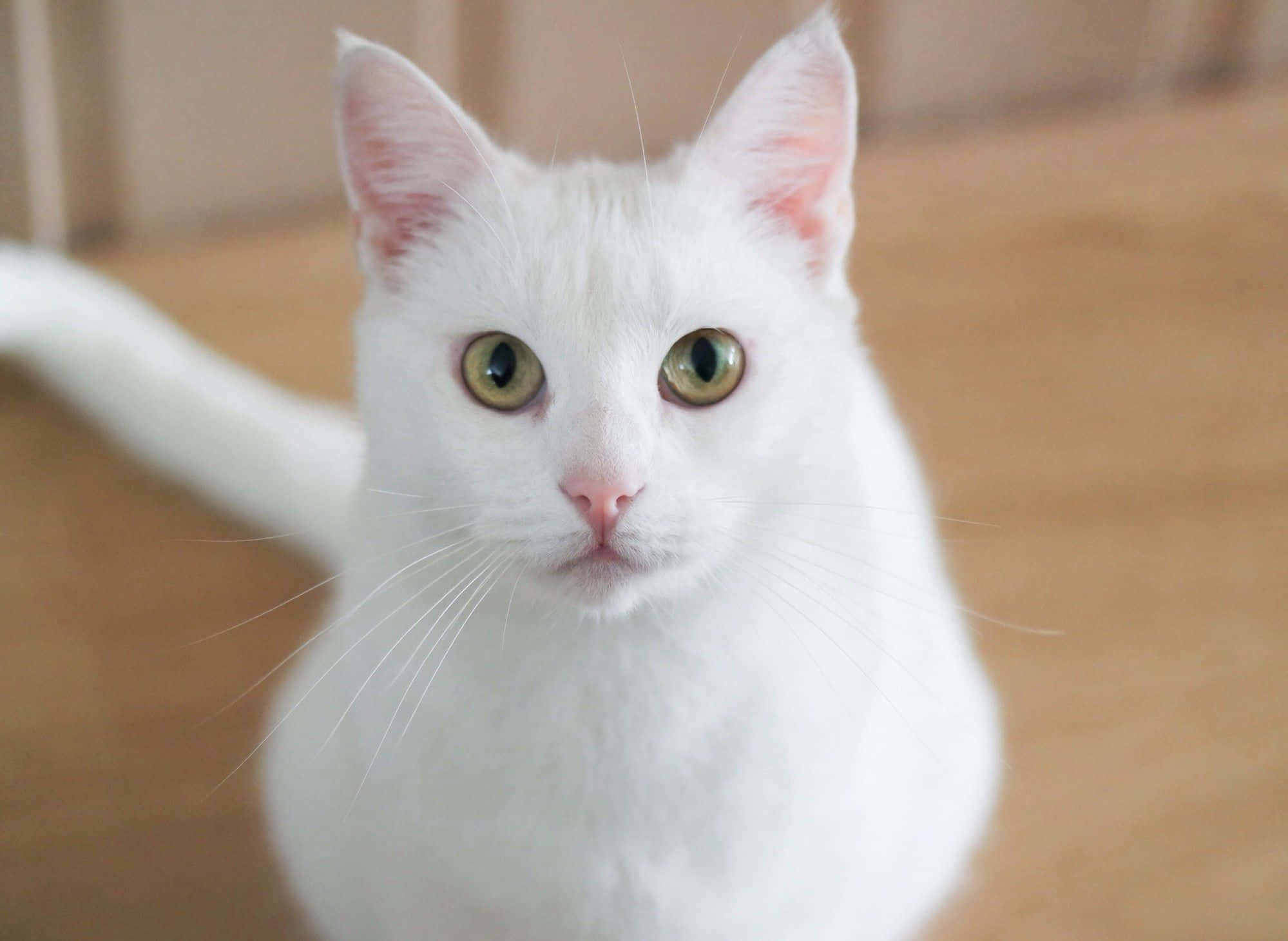 White Cat, green eyes, fluffy white cat, Full HD Desktop Wallpaper