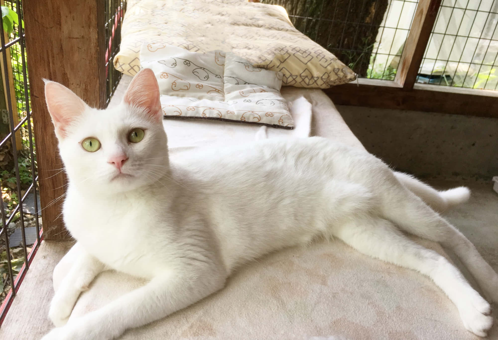 white cat, green eyes, cushioned bench, Full HD Desktop Wallpaper