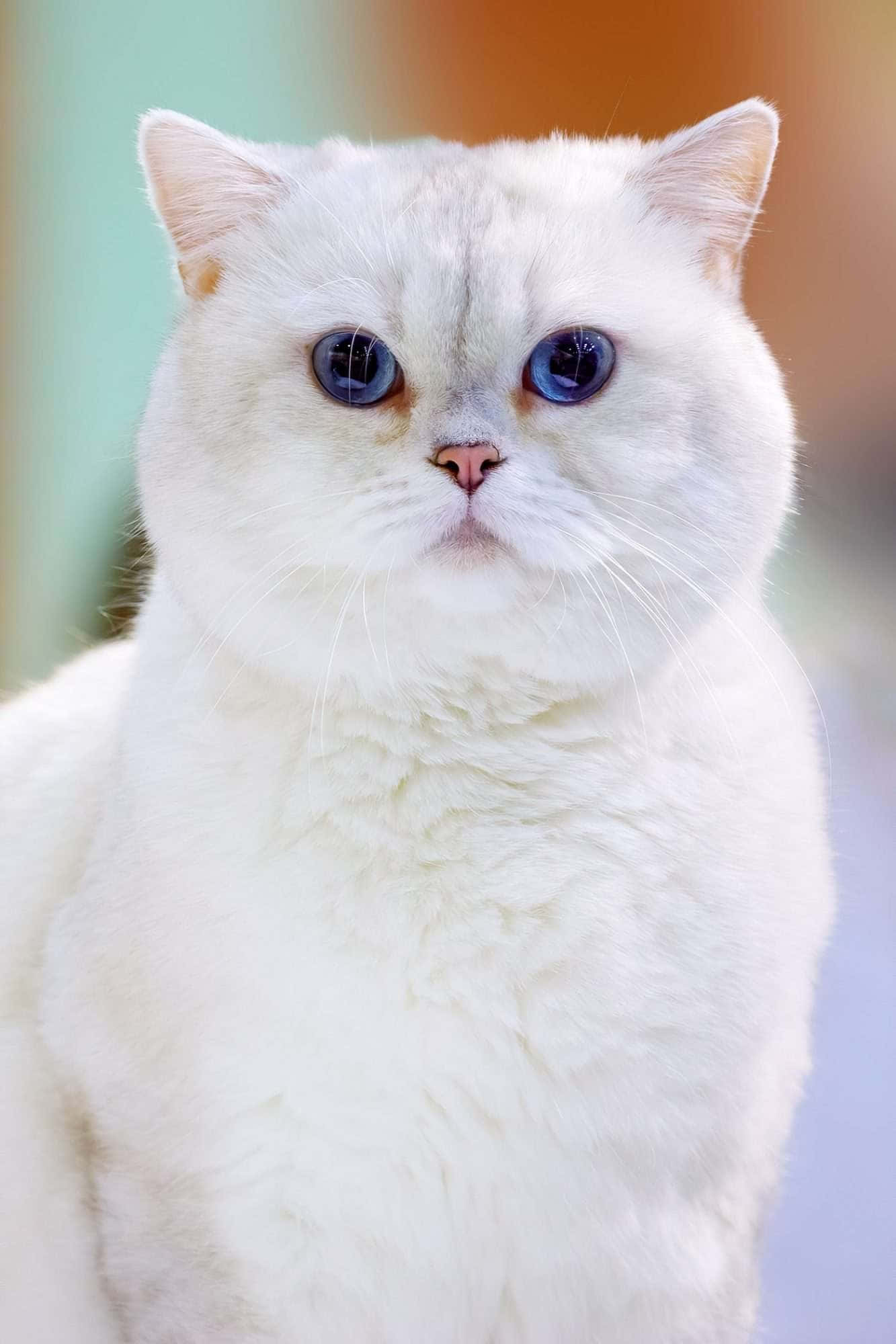 blue eyed white cat, fluffy white cat, striking blue eyes, Full HD Phone Wallpaper