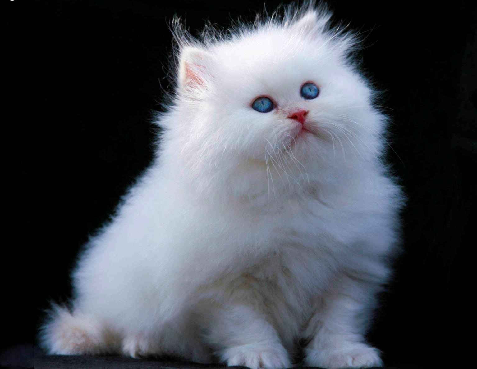 fluffy white cat, bright blue eyes, stark black background, HD Desktop Wallpaper