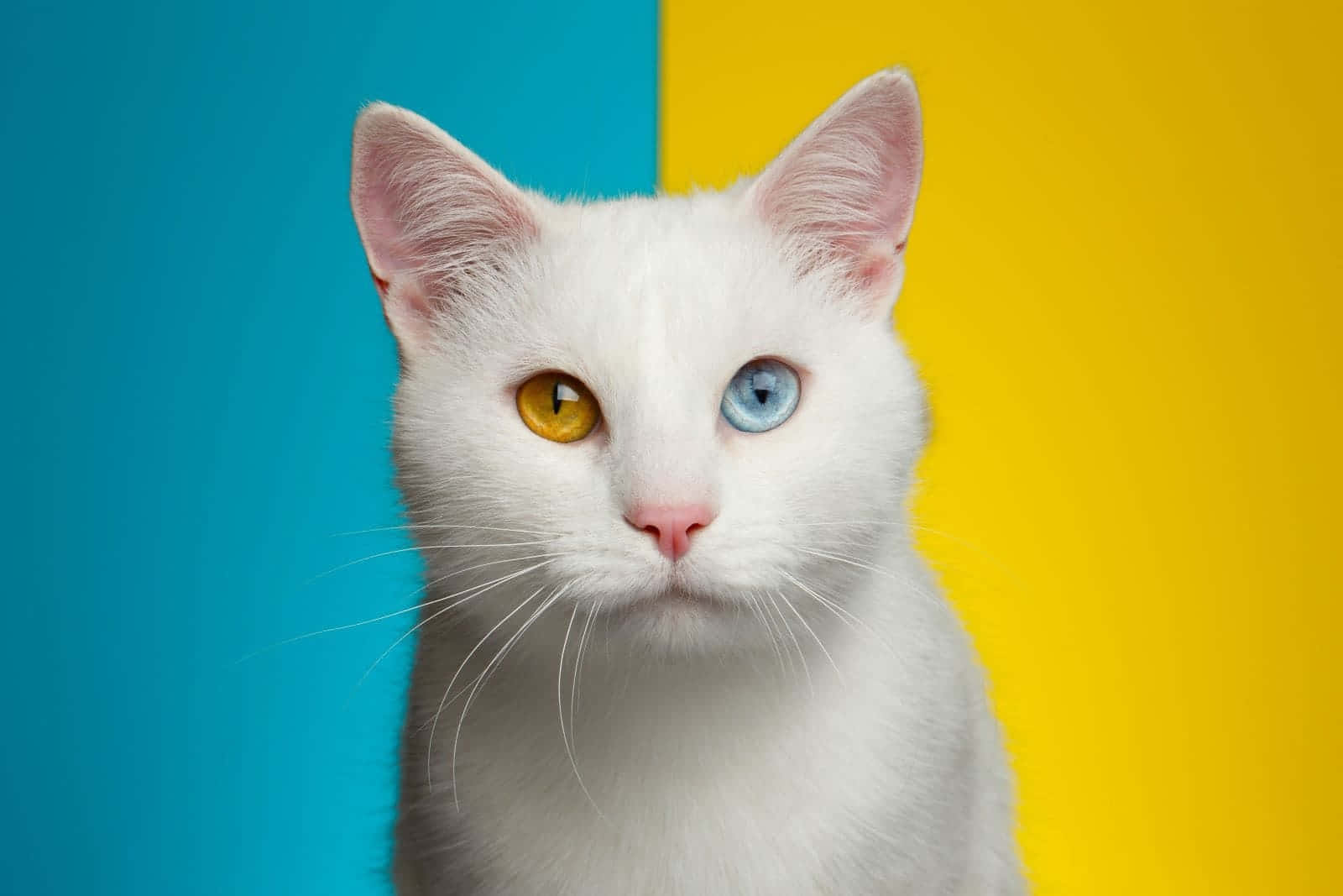 White Cat, yellow eye, blue eye, HD Desktop Wallpaper
