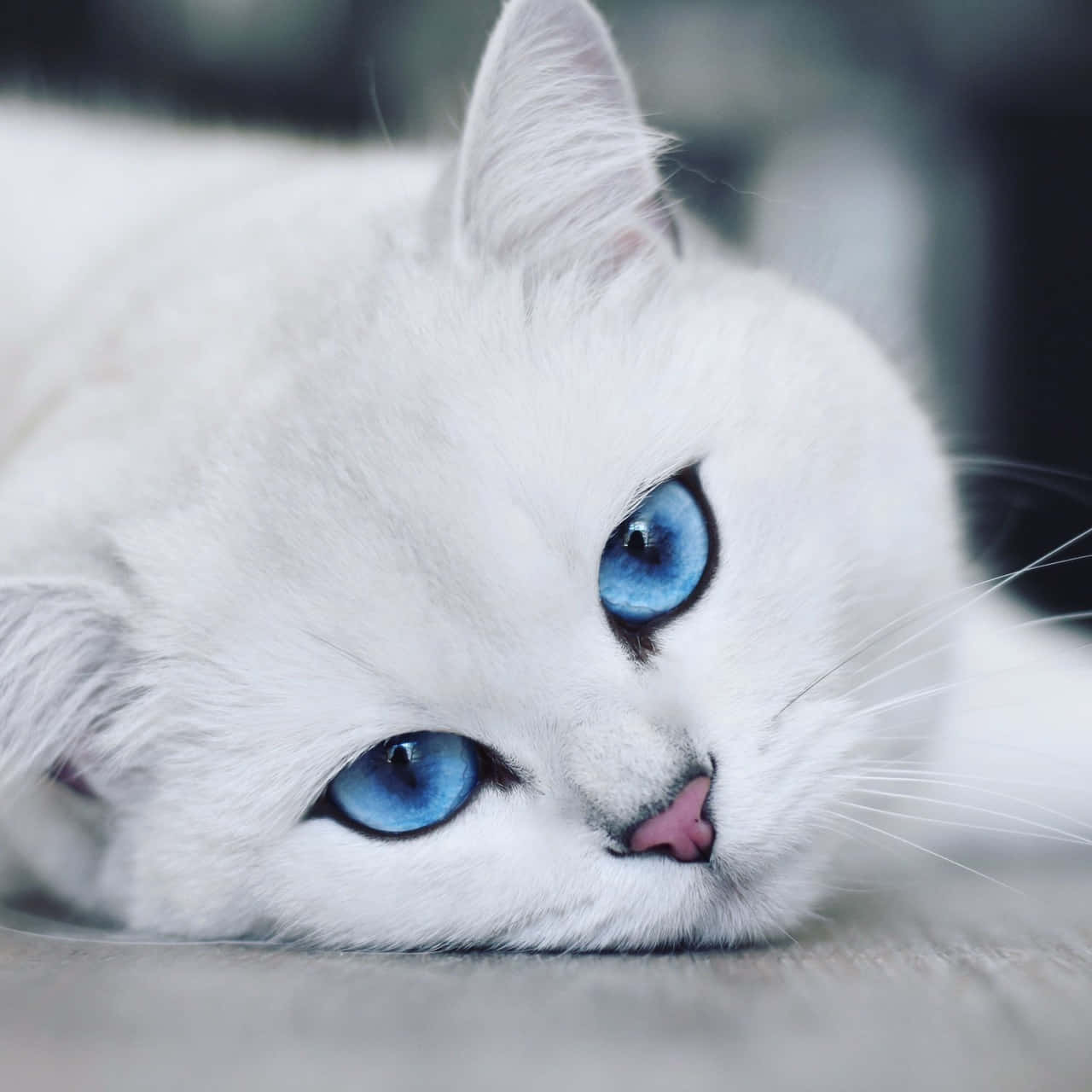 blue eyed white cat, fluffy white cat, blue eyes, HD Desktop Wallpaper