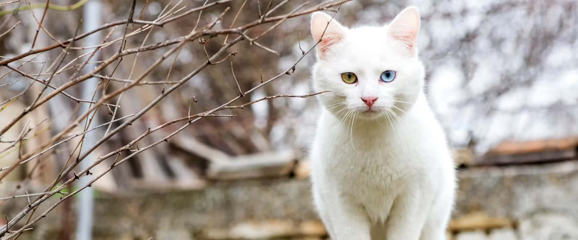 White Cat, heterochromatic eyes, one gold one blue, Full HD Desktop Wallpaper