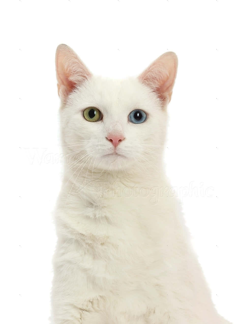 White Cat, heterochromia, green eye, HD Phone Wallpaper