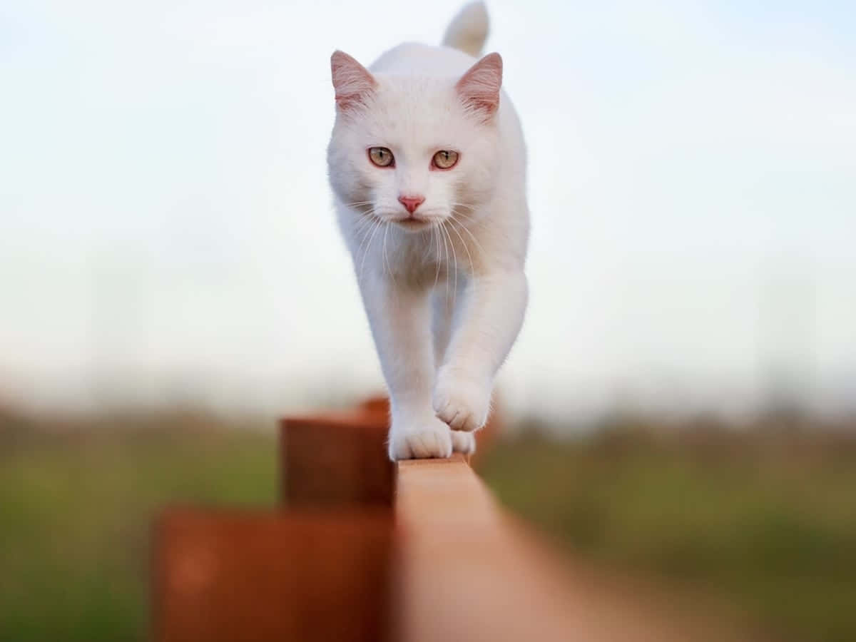 White Cat, amber eyes, weathered wooden fence rail, SD Desktop Wallpaper