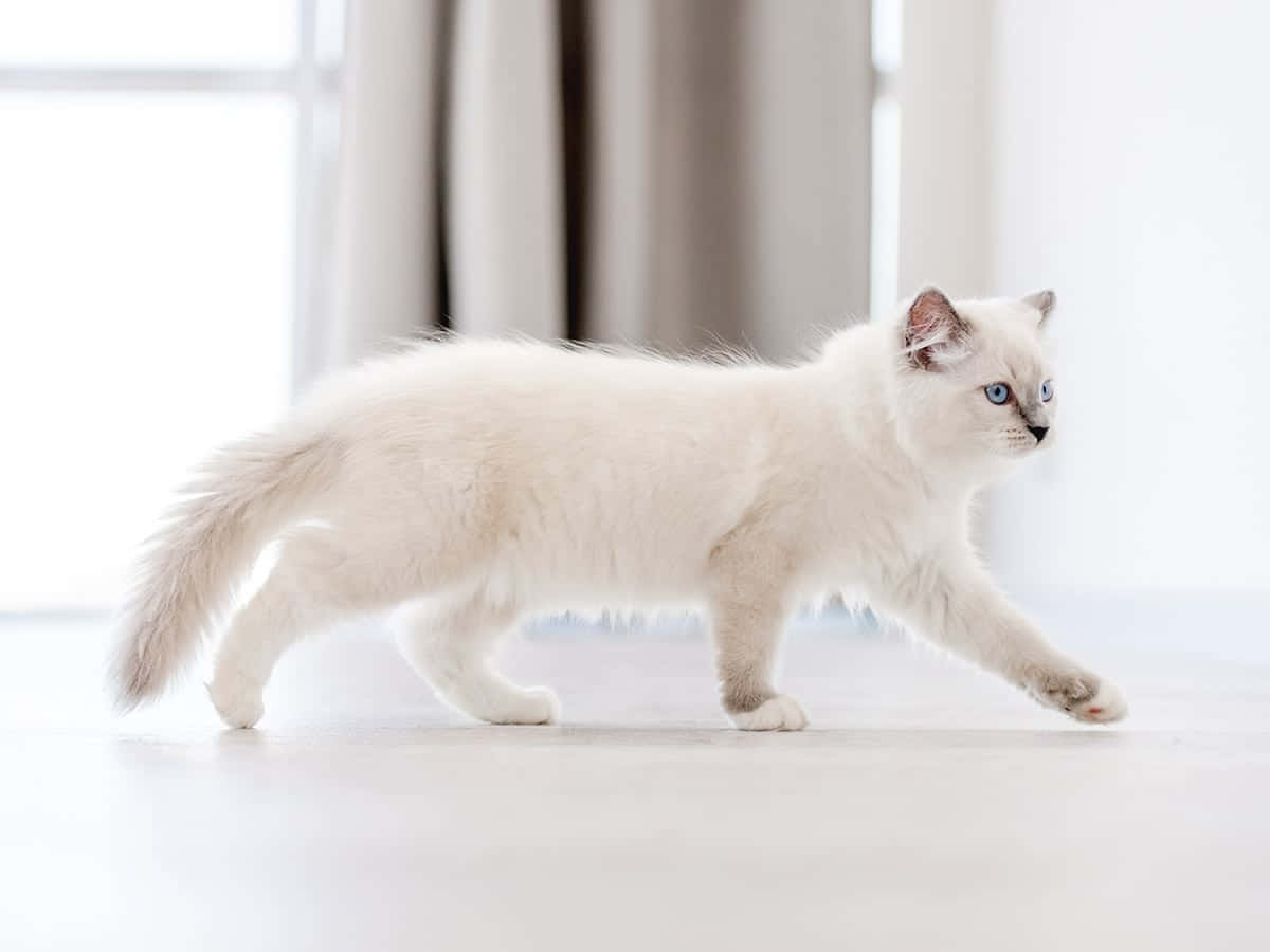 elegant white cat, blue eyes, fluffy white kitten, SD Desktop Wallpaper