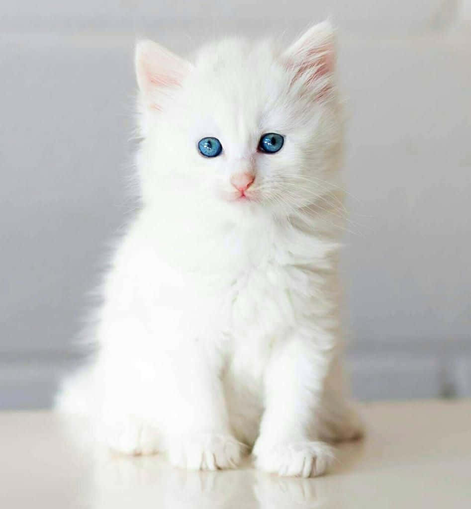 blue eyed white kitten, fluffy white kitten, blue eyes, SD Phone Wallpaper